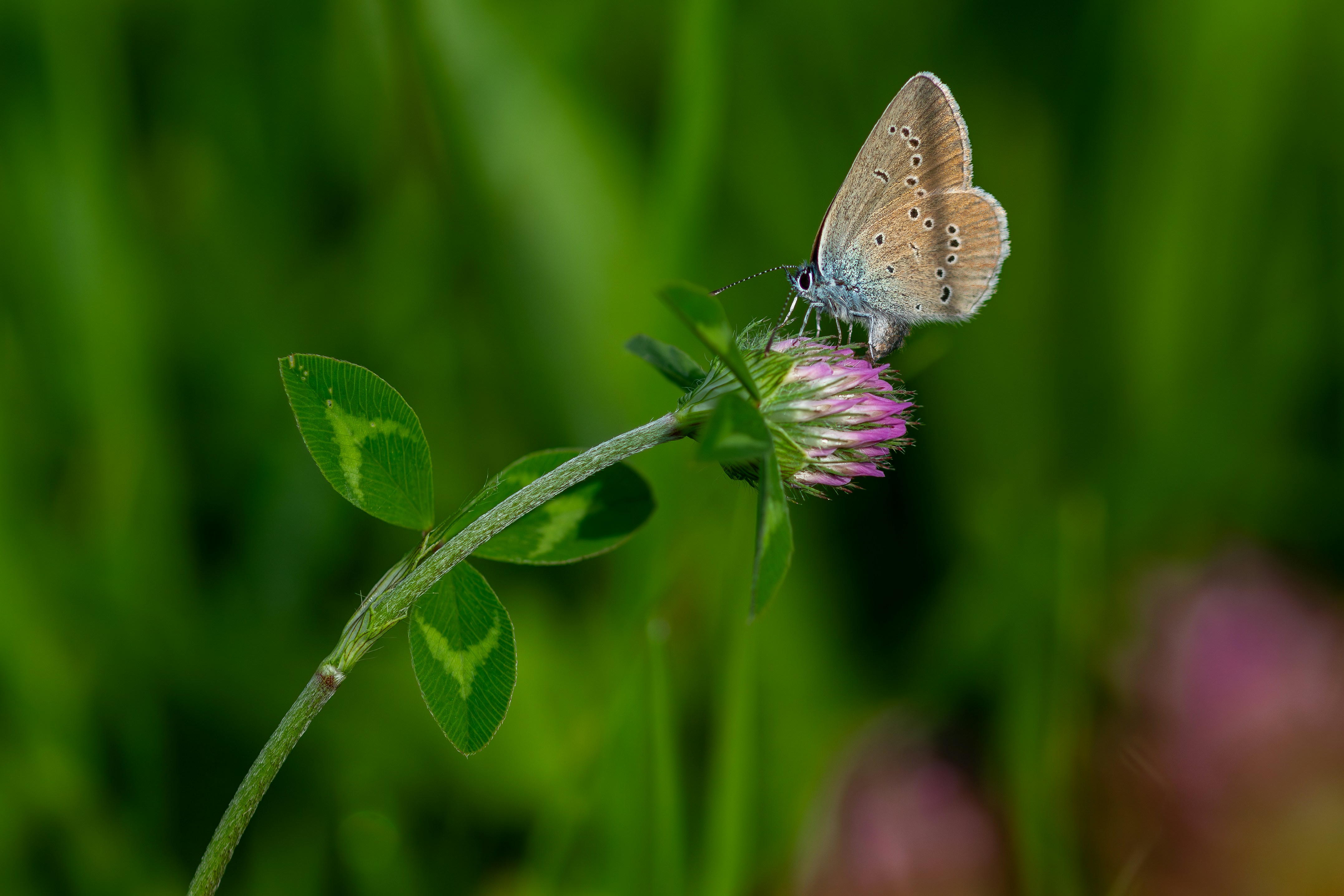 A butterfly sitting on top of a purple flower