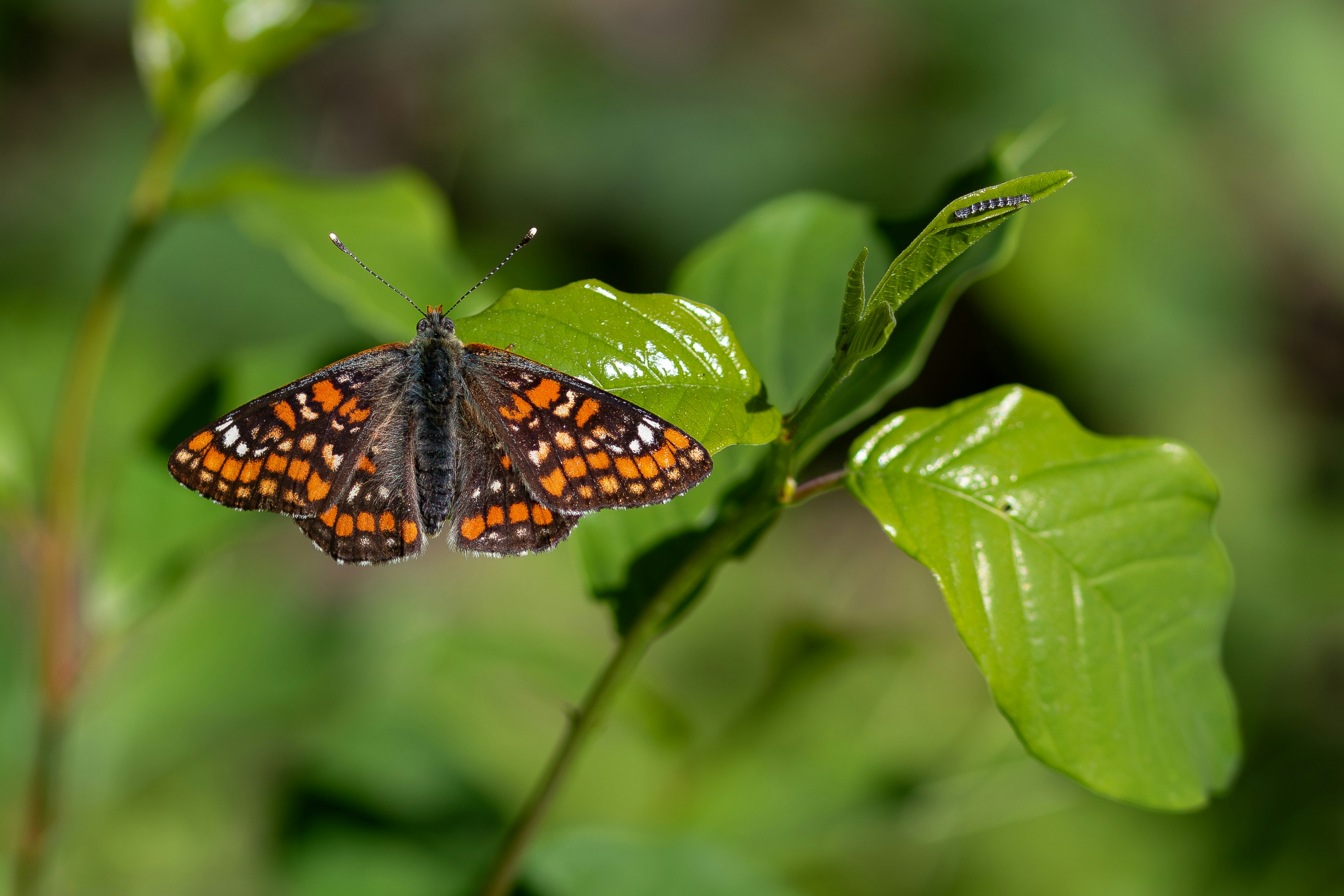 Photo by mathijsdekoning