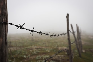 A barbed wire fence in the middle of a field