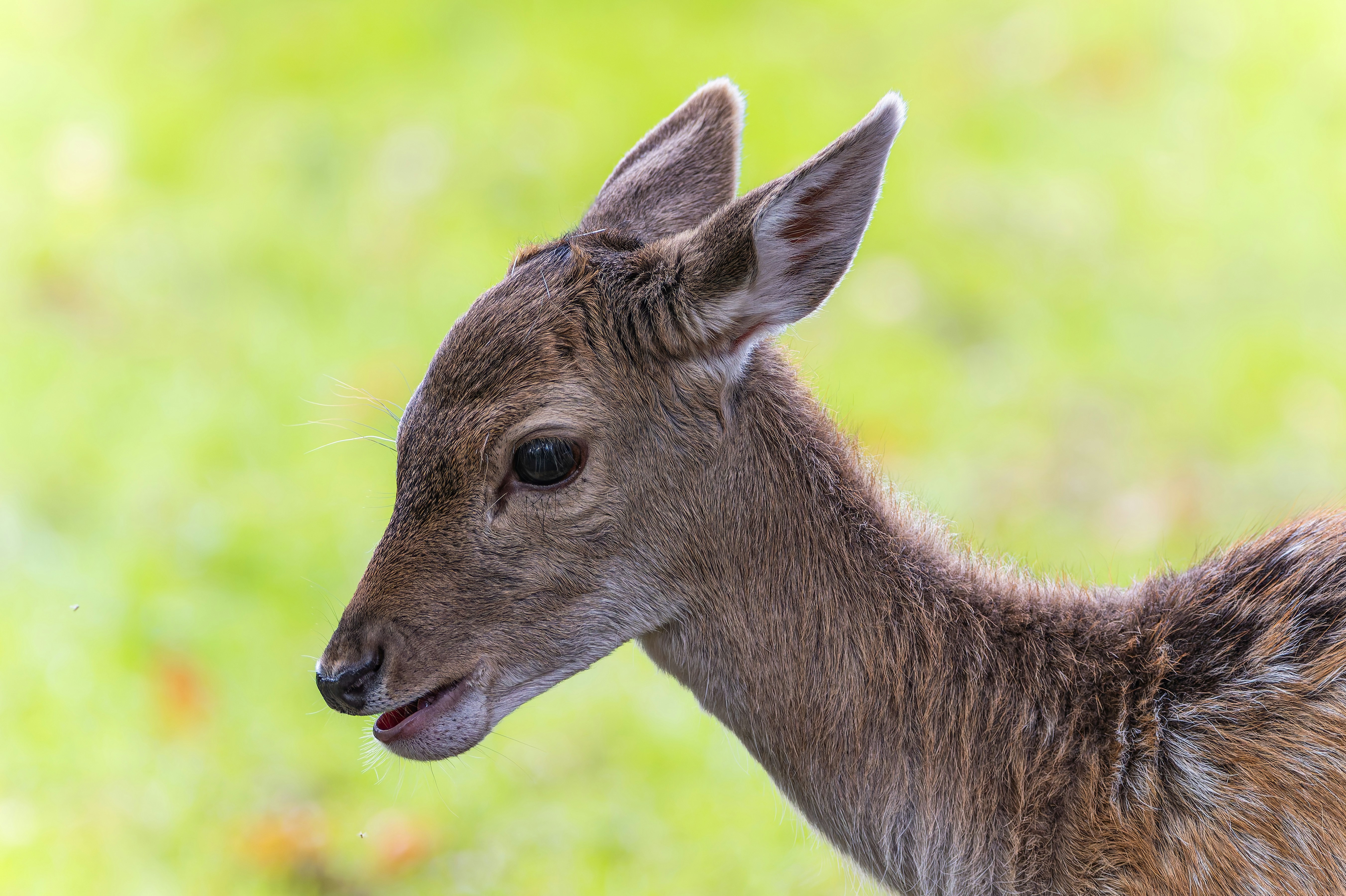 A small deer standing on top of a lush green field