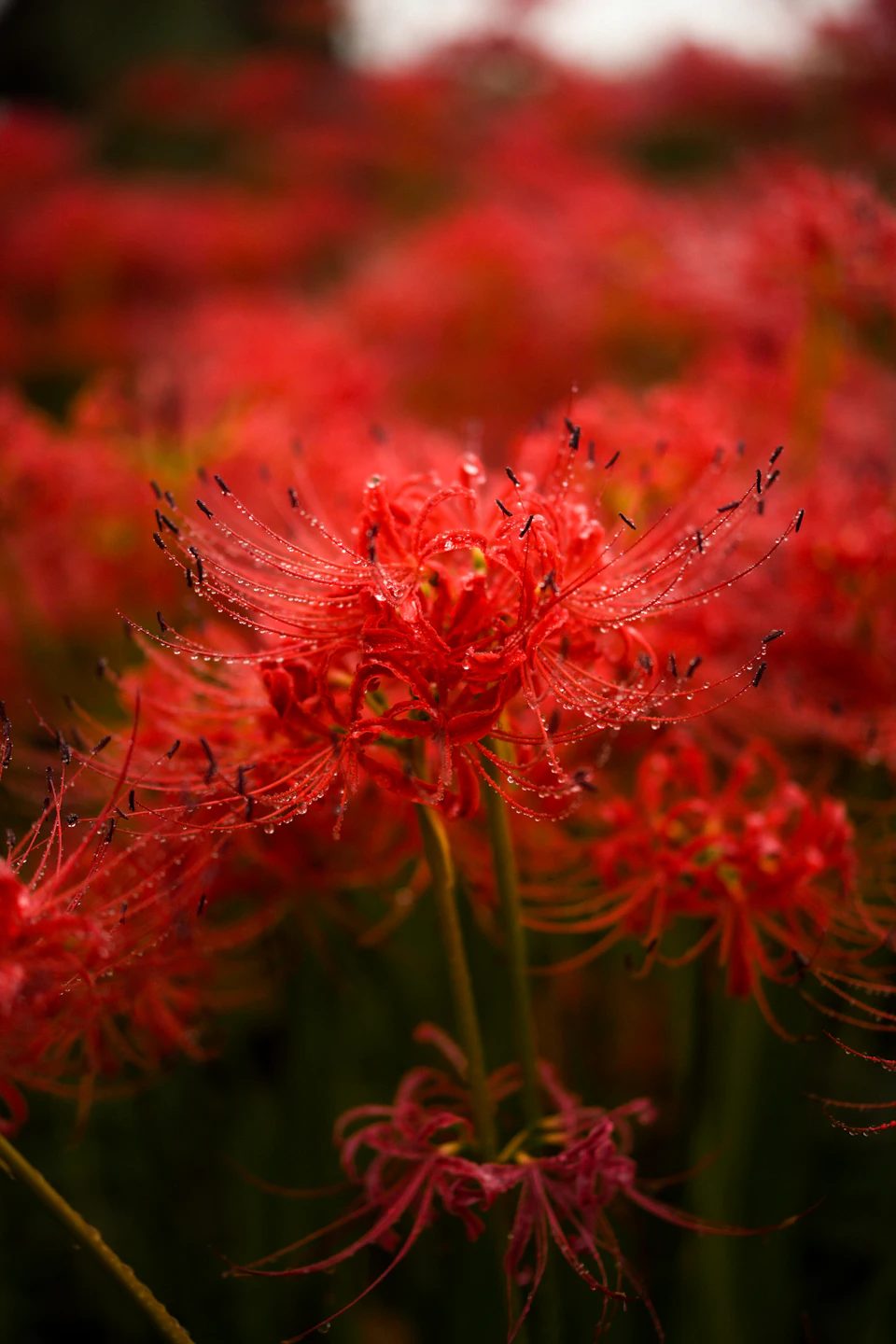 A field of vivid red higanbana (red spider lily) flowers in full bloom in Japan, the signature autumn flower of September