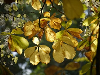 A close up of a tree with yellow leaves