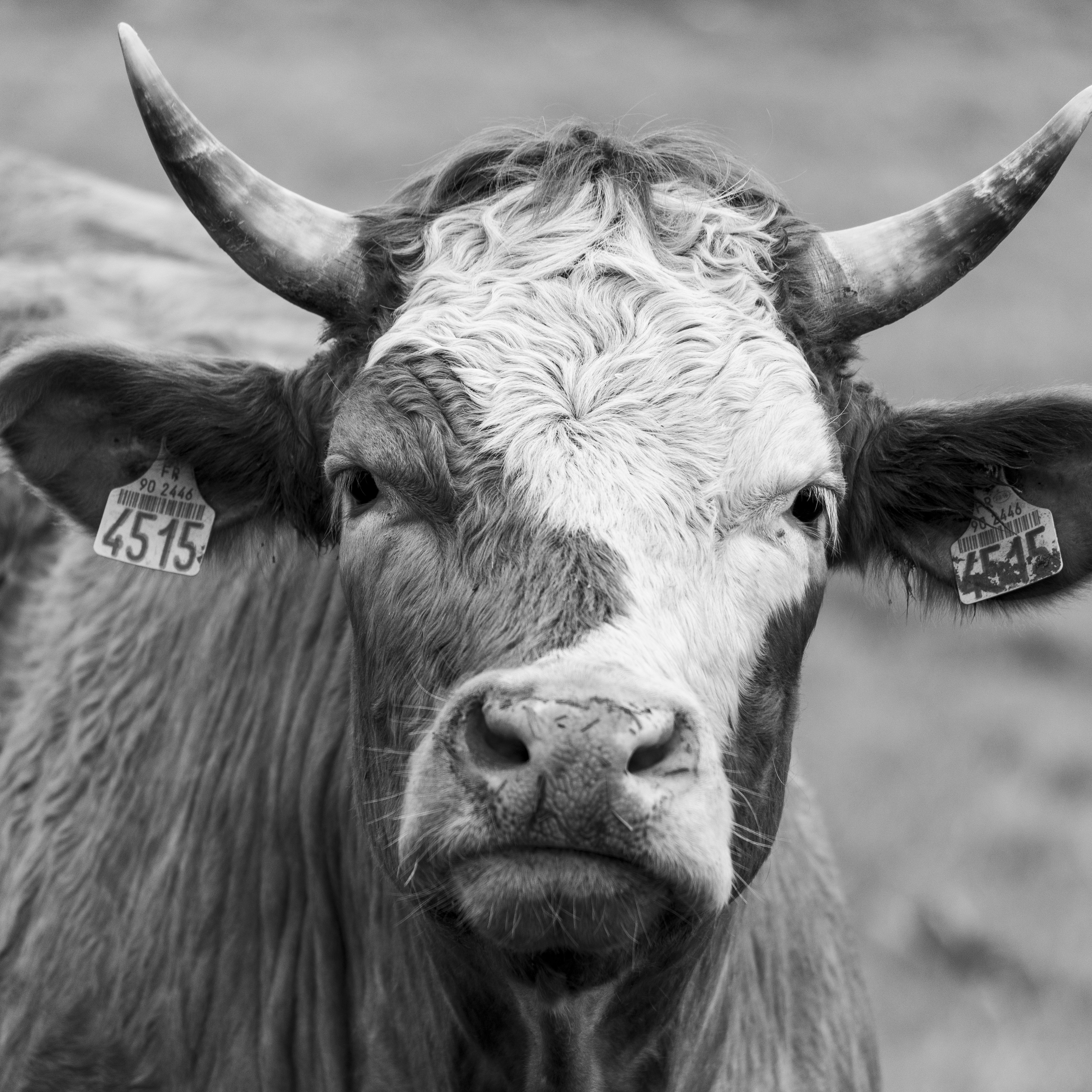 Photo by matthieur68