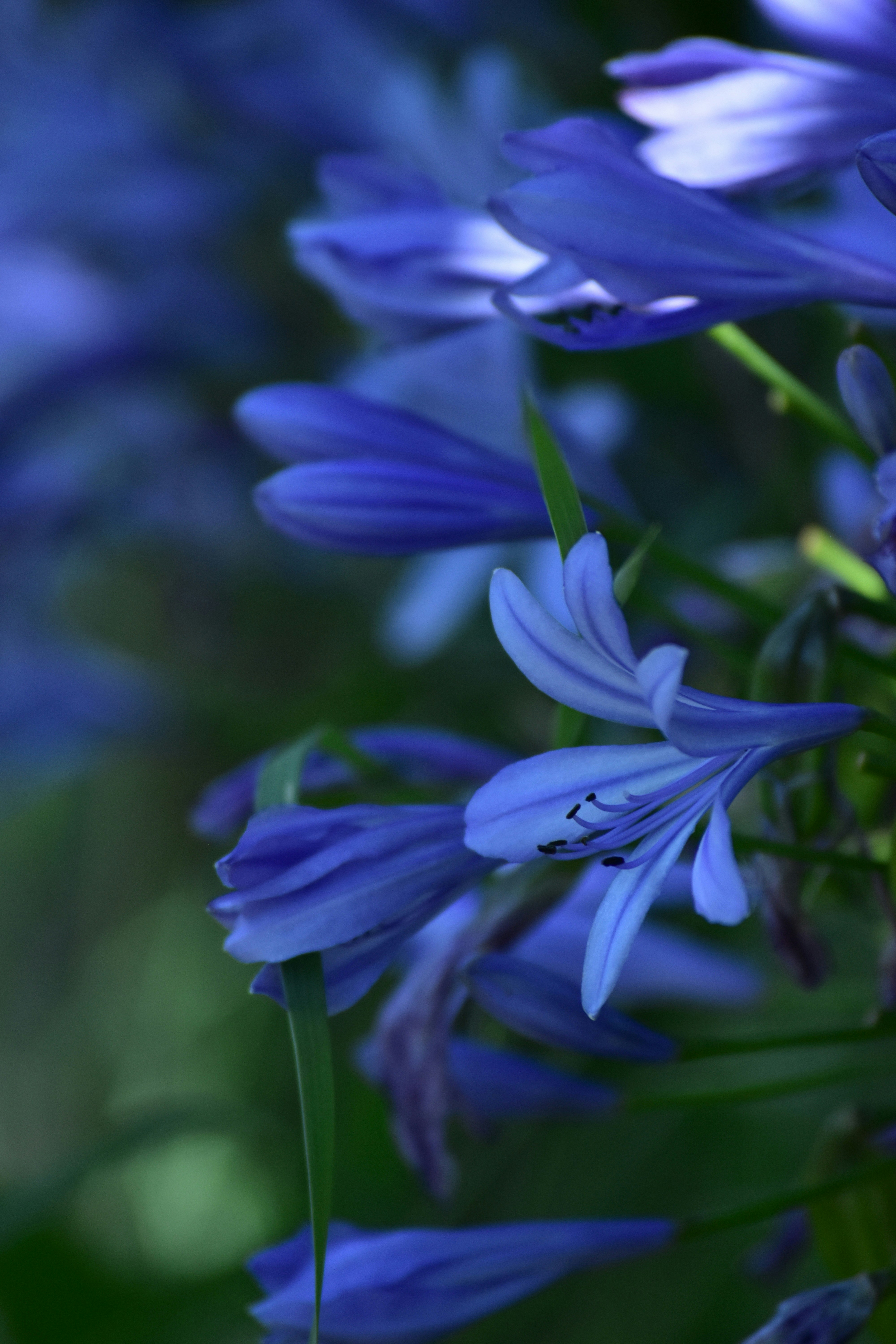 Photo by danielelarosa