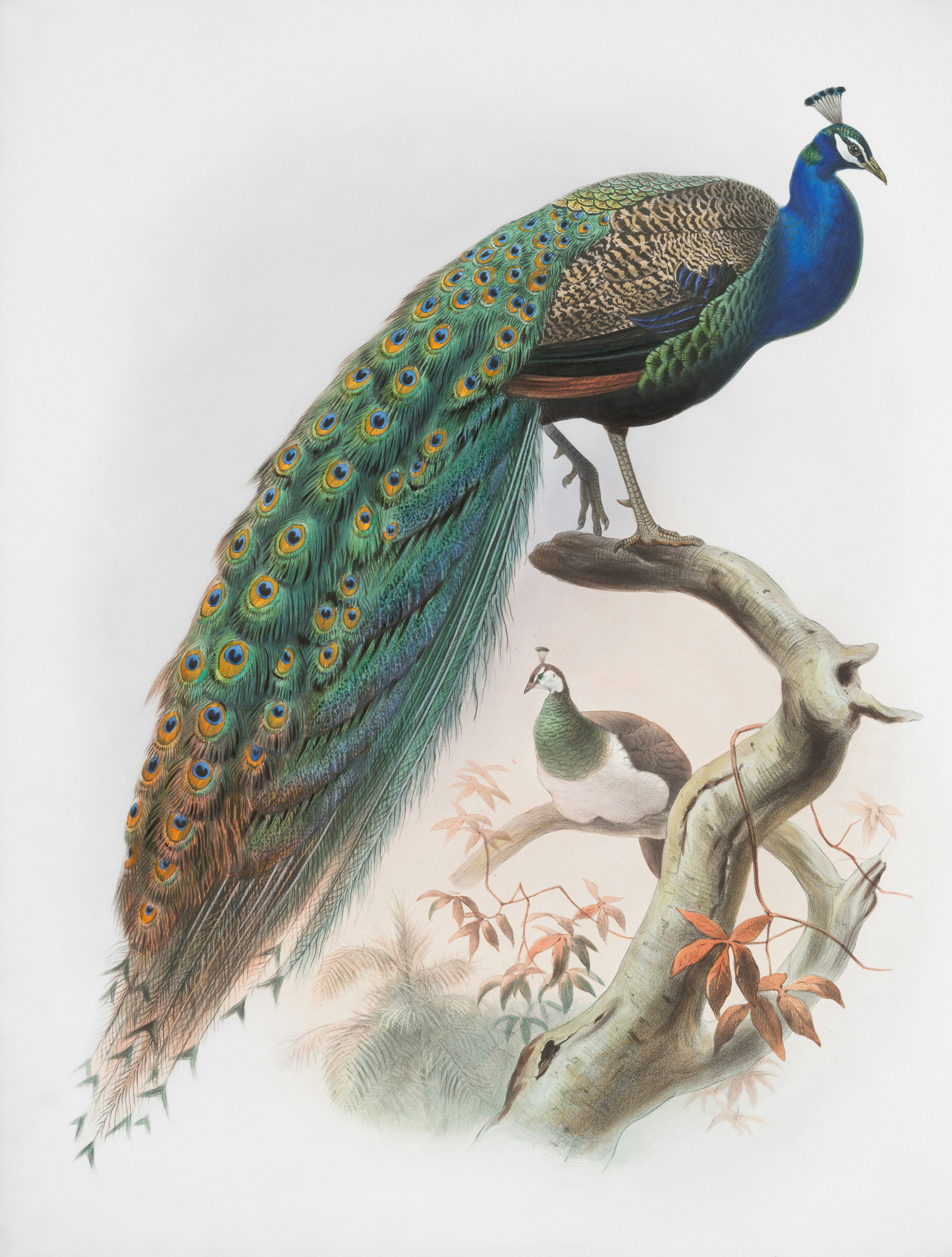 Two Peacocks Perched on a Tree Branch