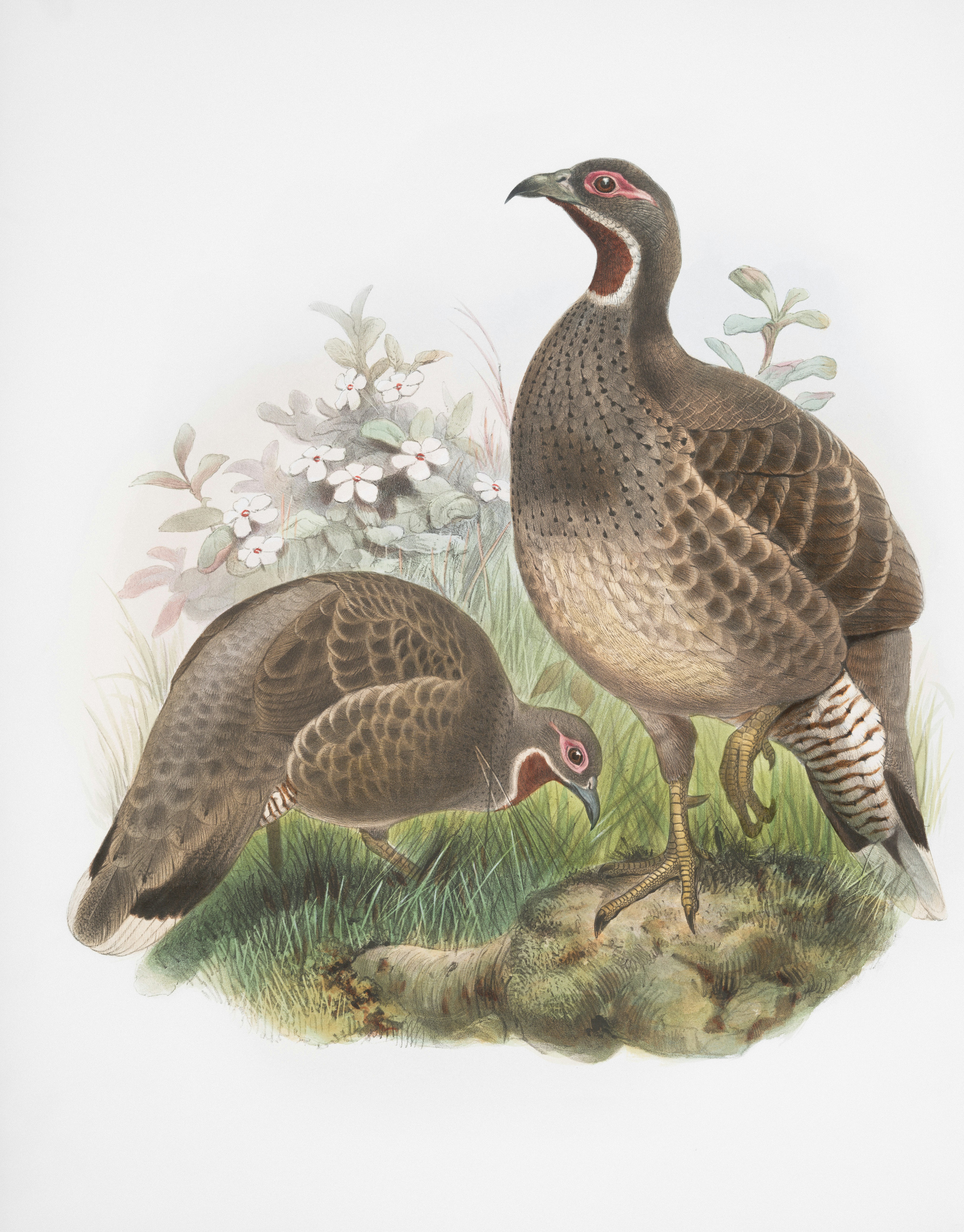 Two brown birds with red markings on their heads.