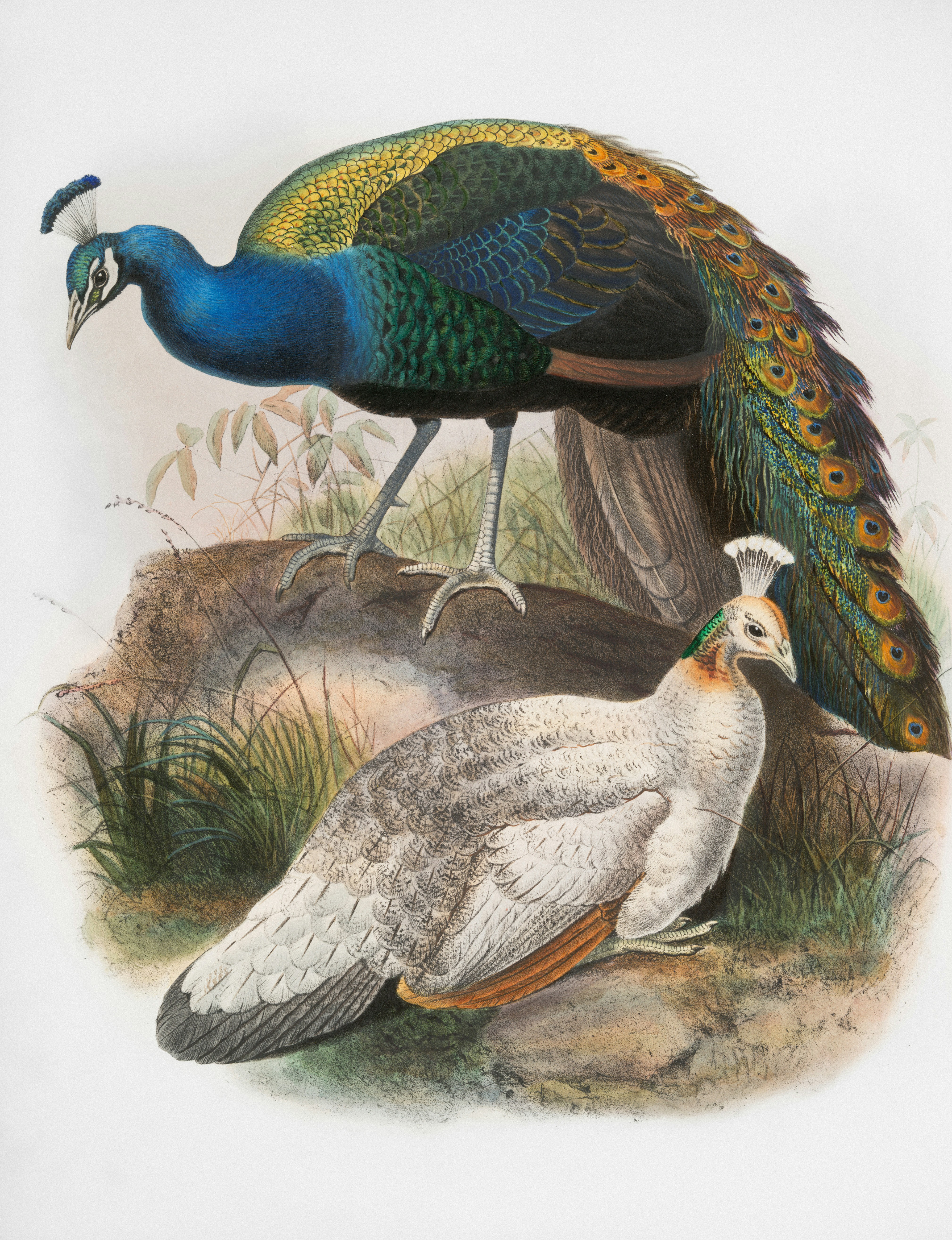 Uma pintura de um pavão e um cão branco foto – Imagem grátis sobre Arte na  Unsplash, image size:3000x3908