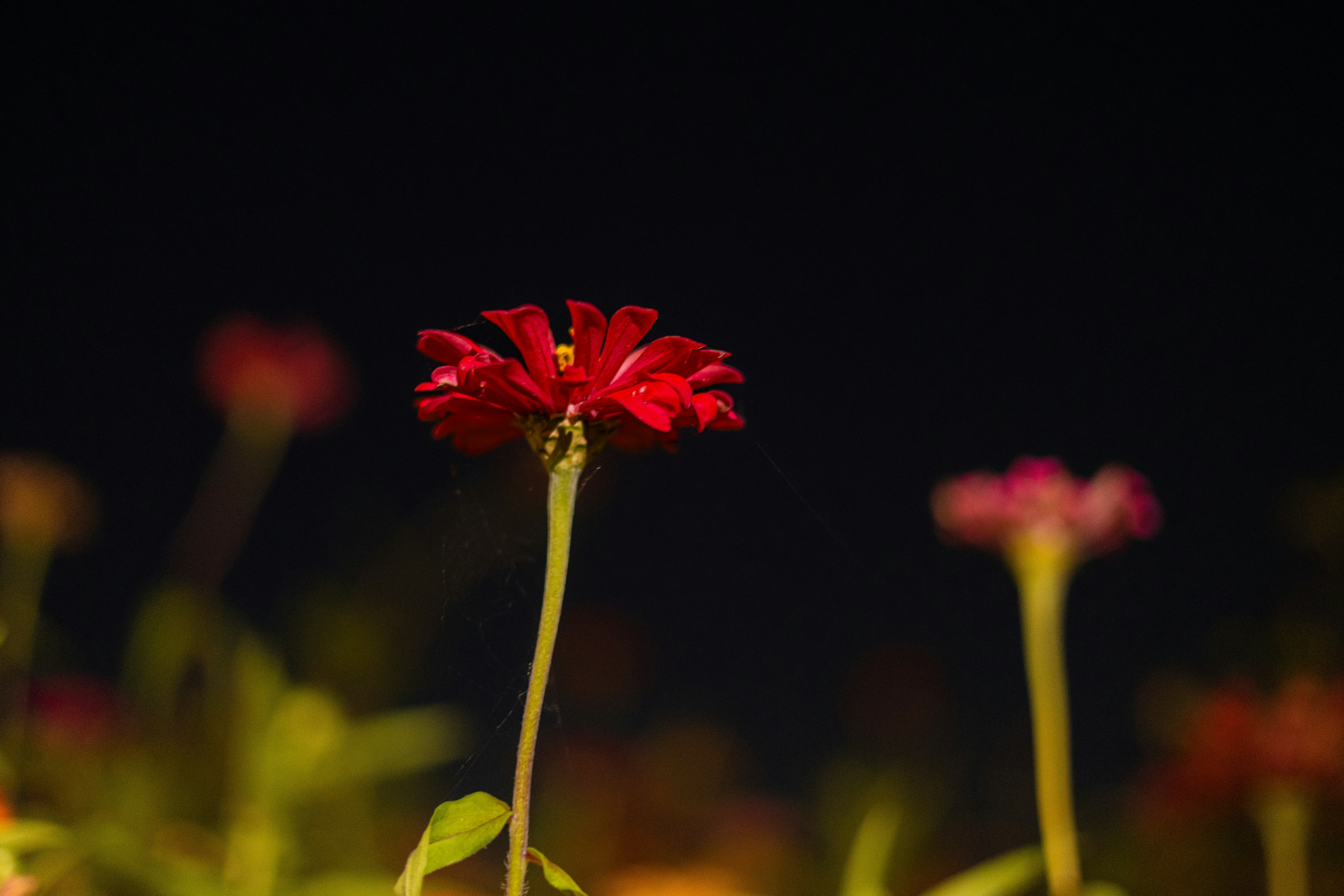 Photo by i_love_stat