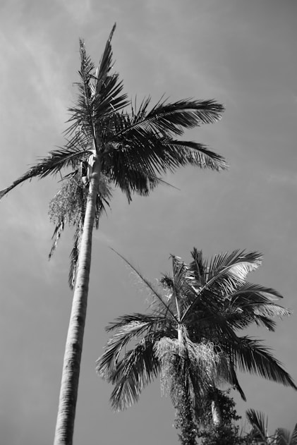 A black and white photo of a palm tree