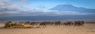 A herd of wild animals walking across a desert
