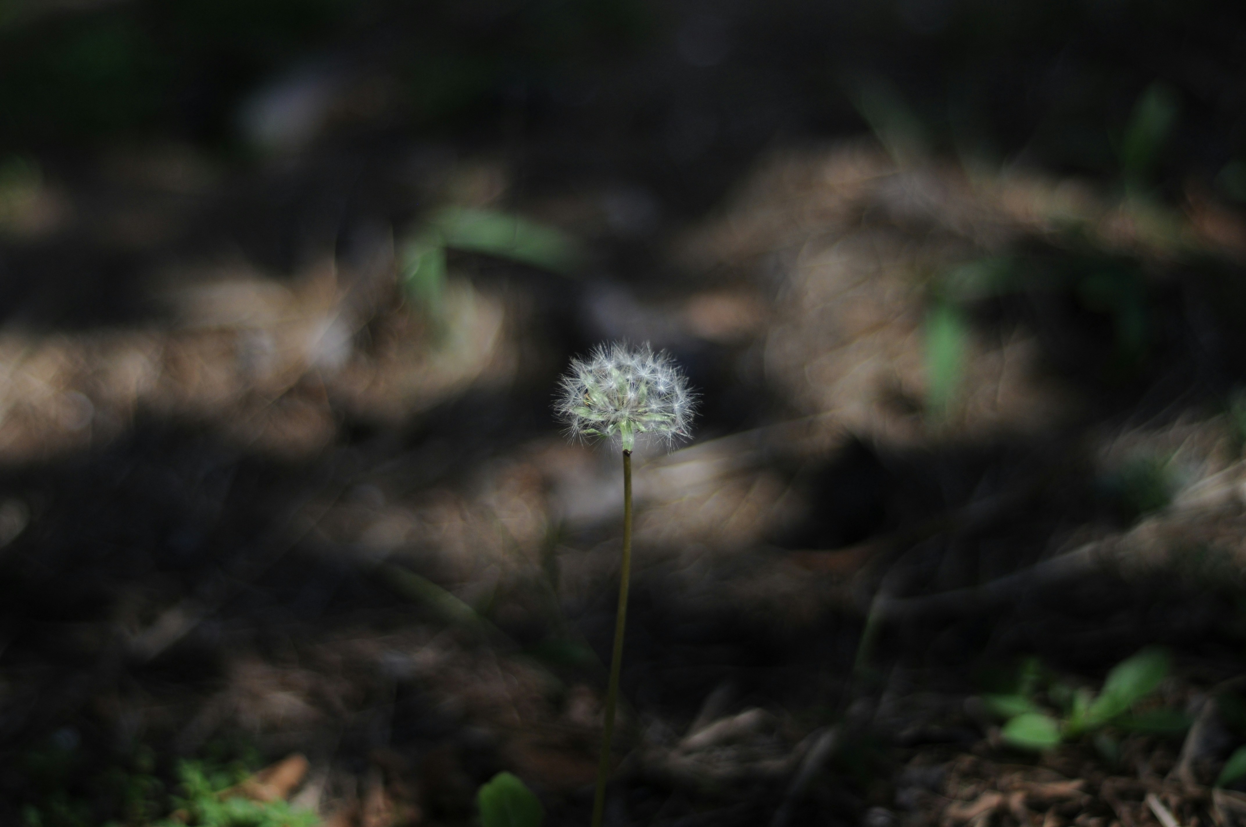 Photo by ocher47