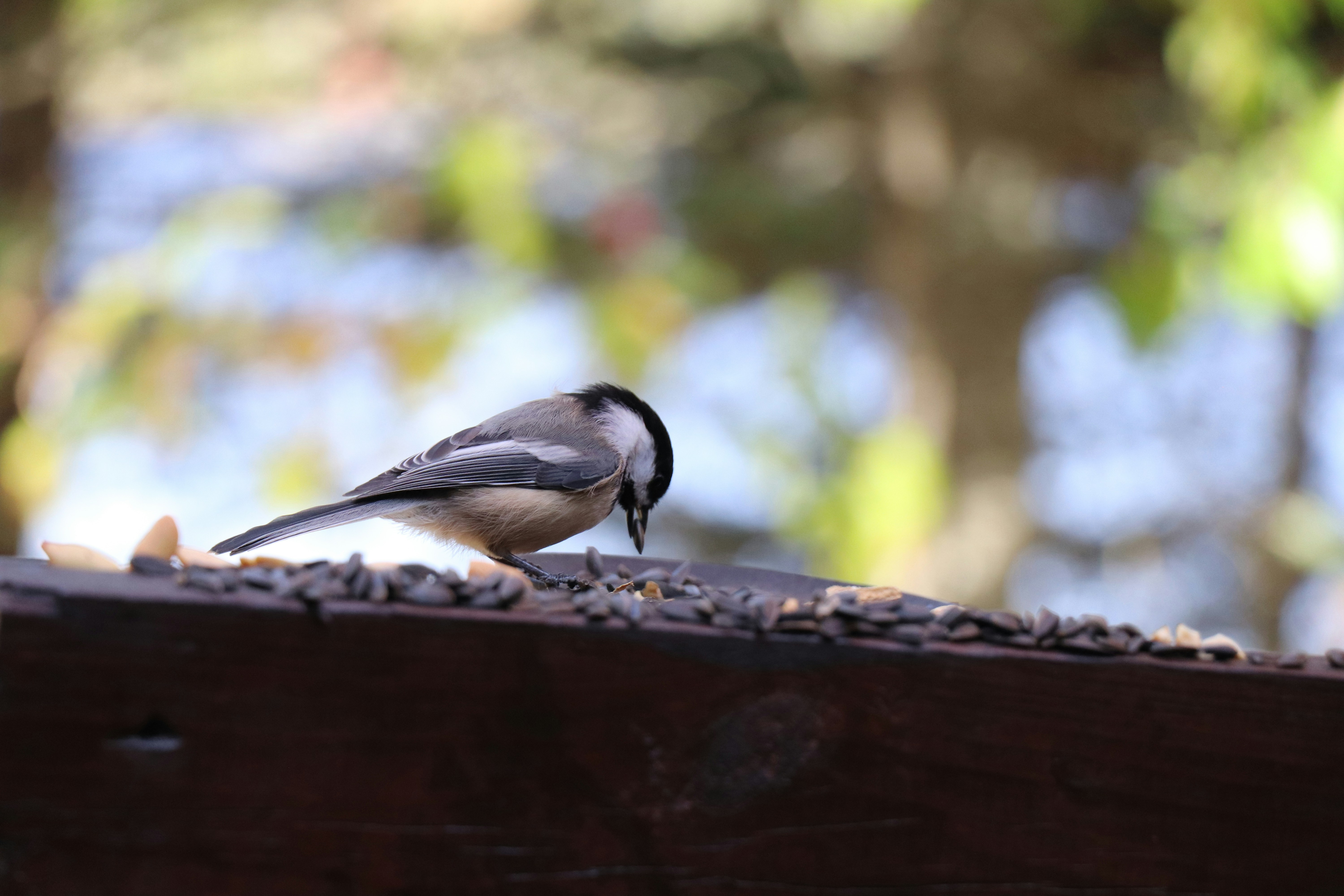 A small bird sitting on top of a wooden bench