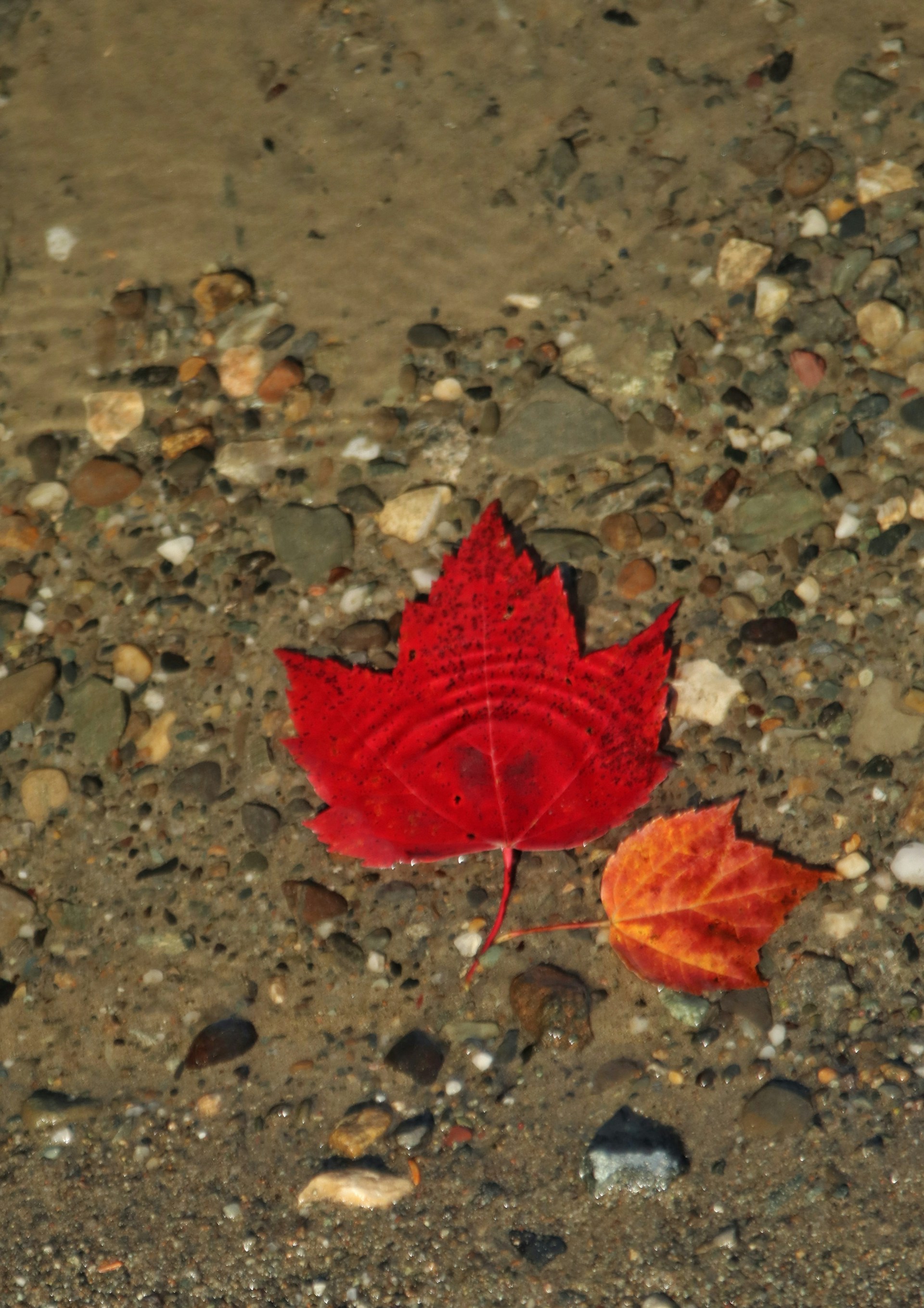 A red leaf laying on top of a sandy beach