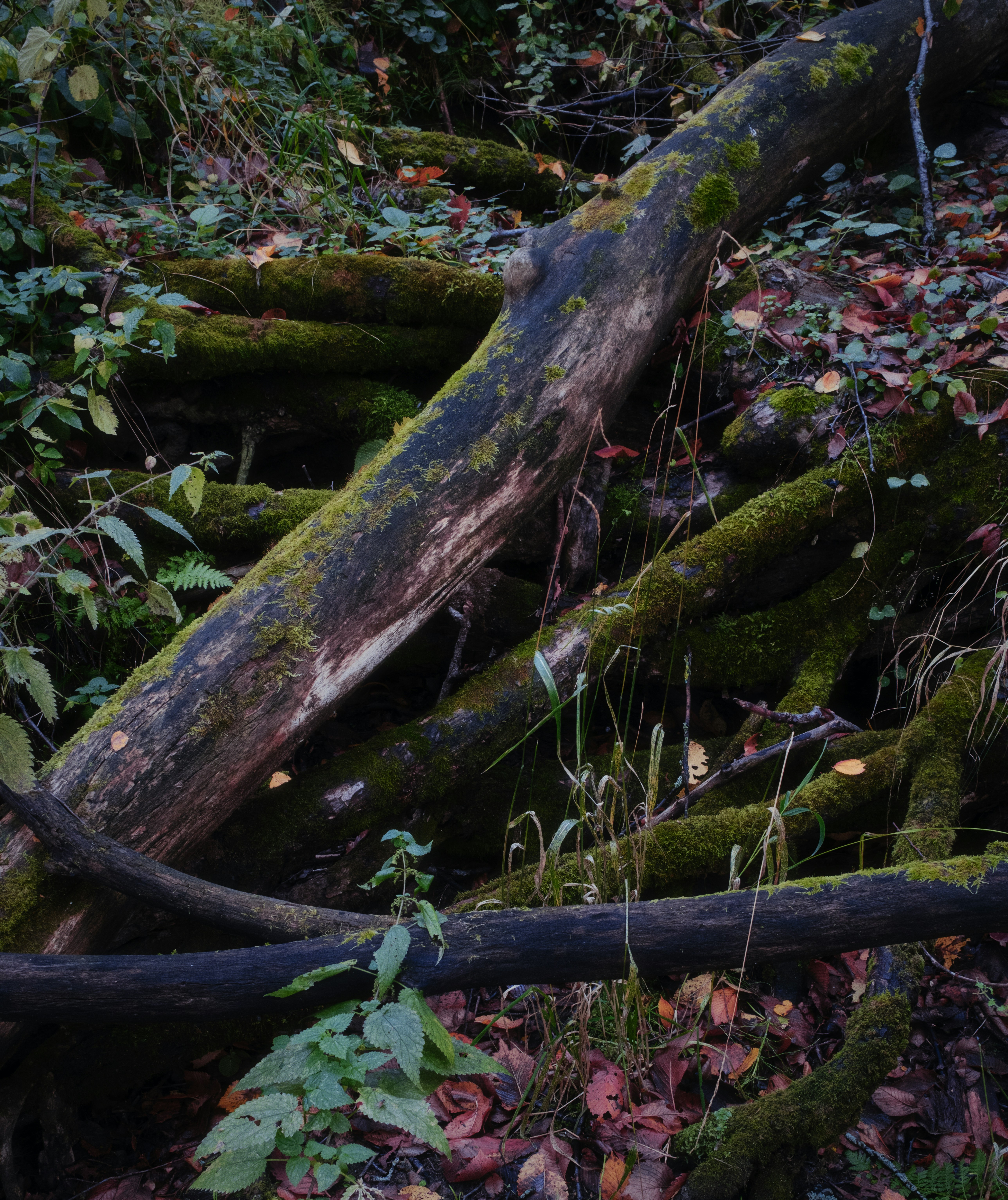 Photo by evil_bumblebee