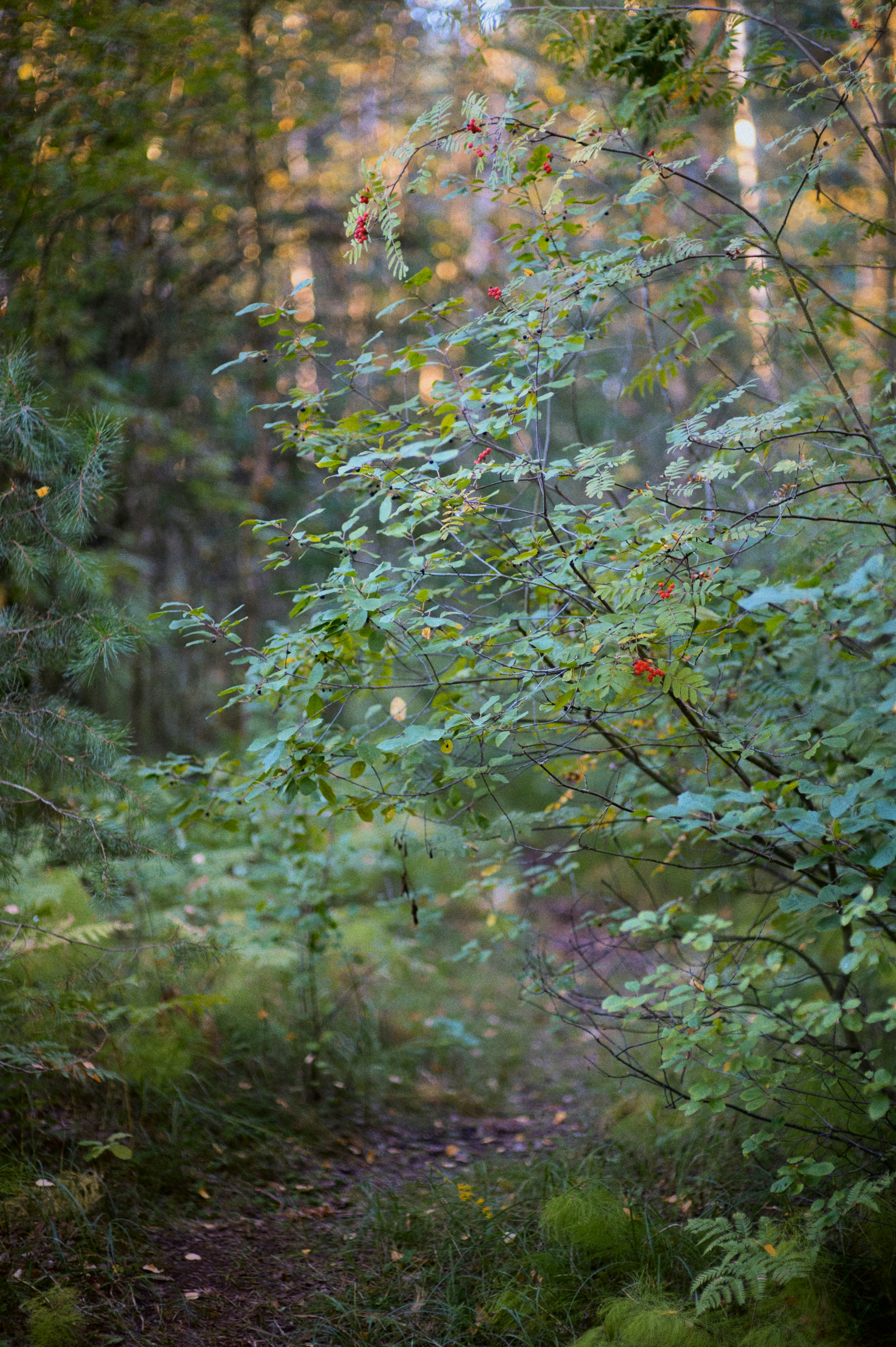 Photo by evil_bumblebee