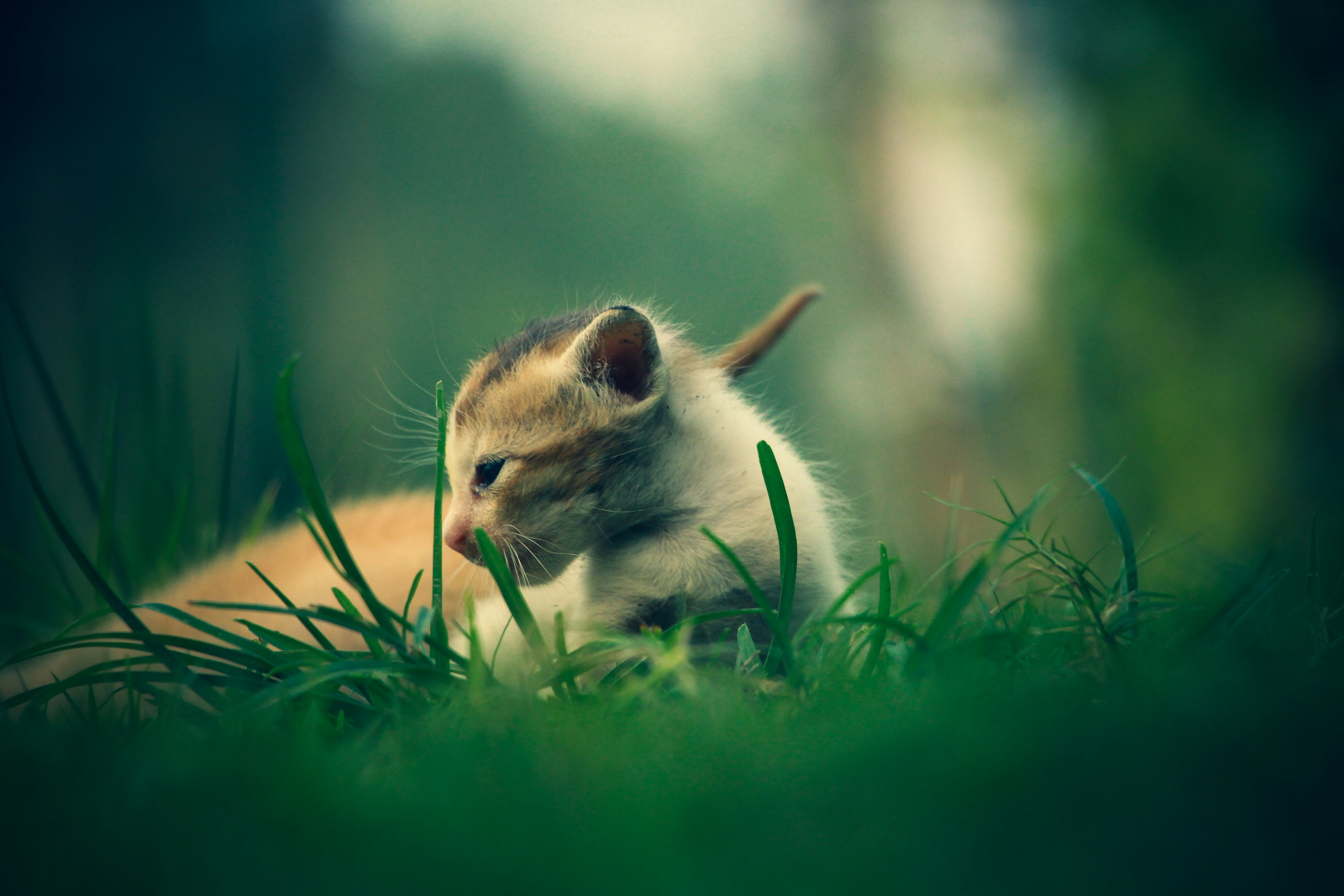 Photo by debashis231