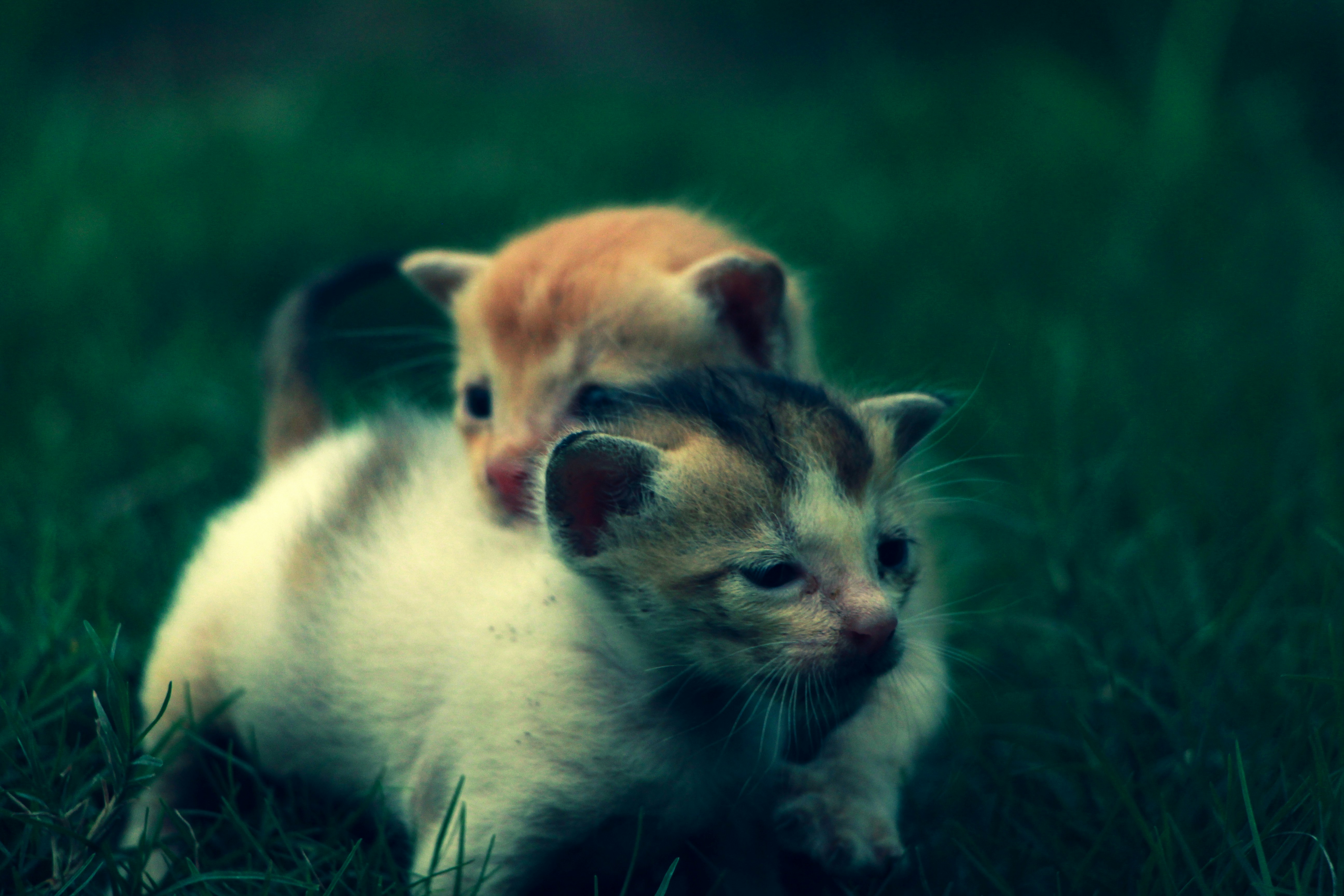 Surprising Longevity: Start a Lifelong Friendship (image credits: unsplash)