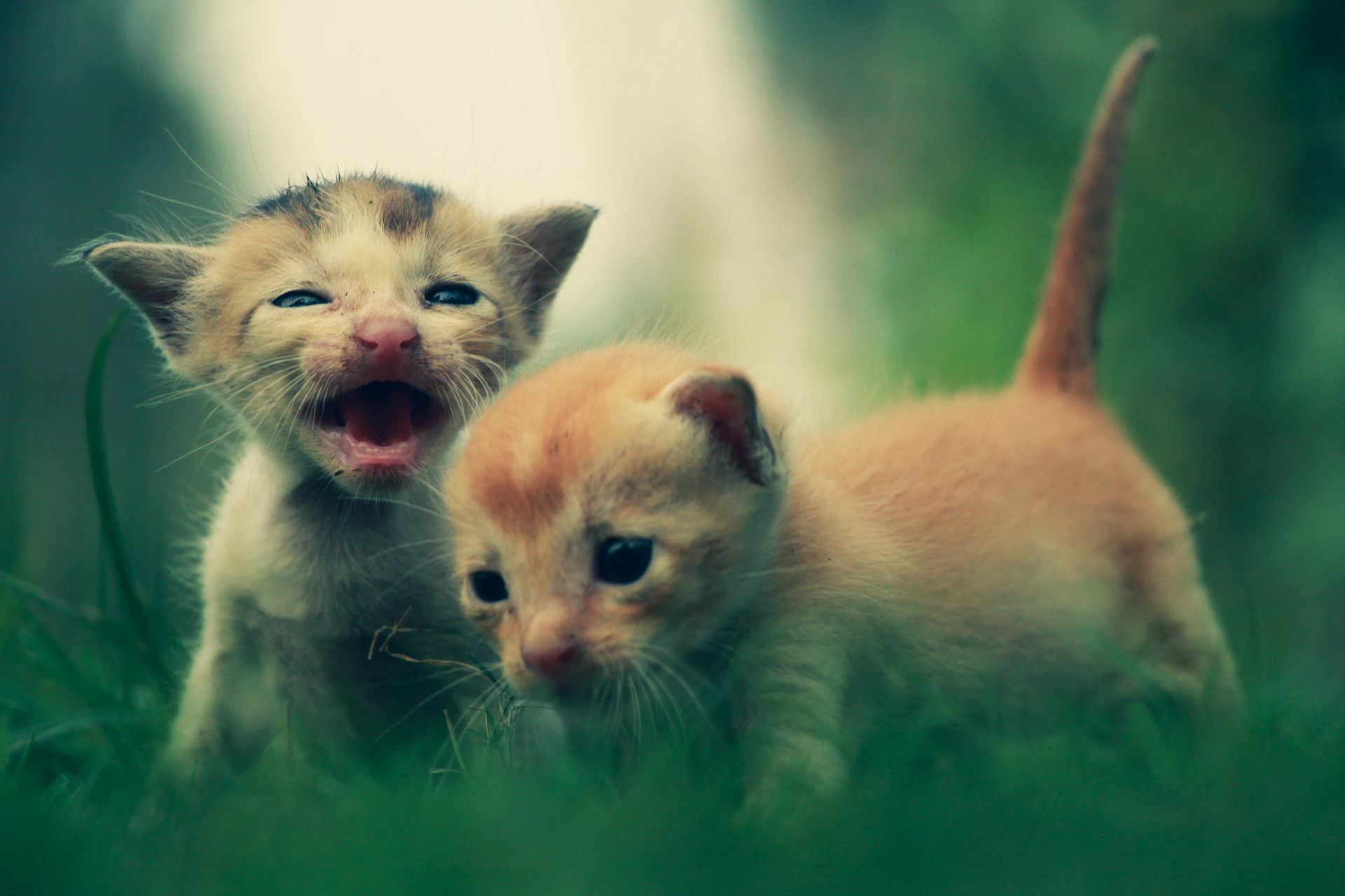 A couple of kittens that are standing in the grass