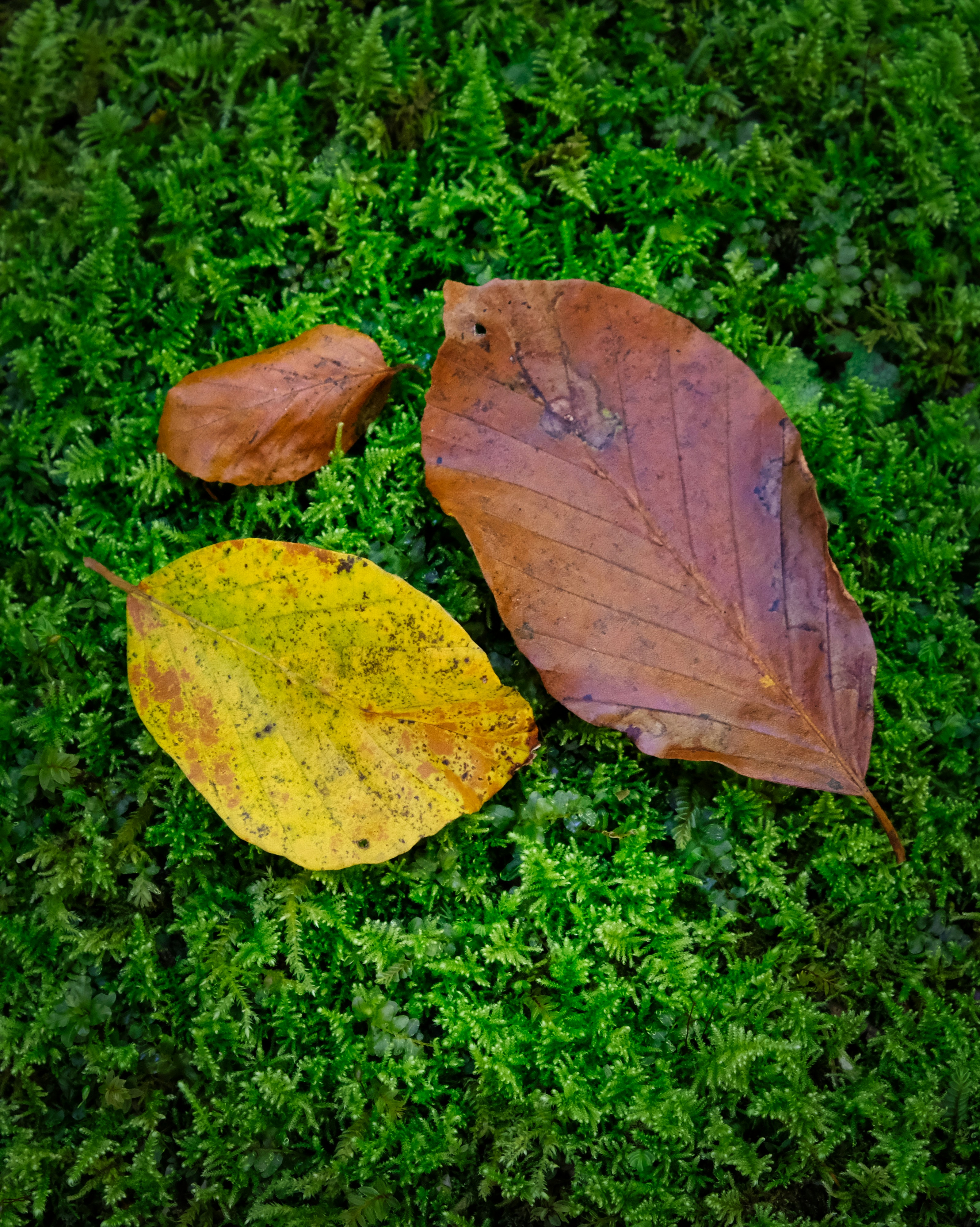 A couple of leaves laying on top of a lush green field