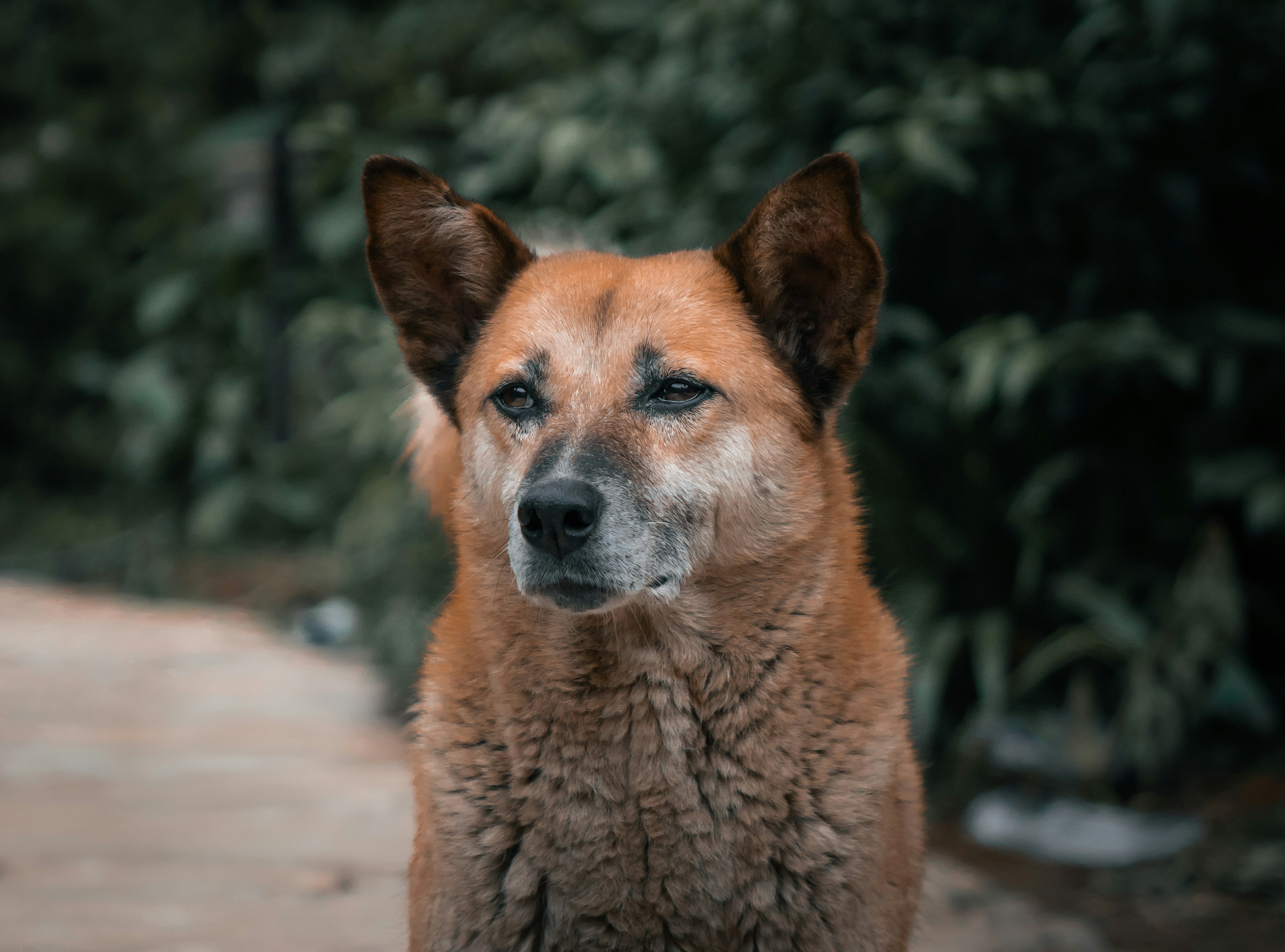 Photo by neerajkpramanik