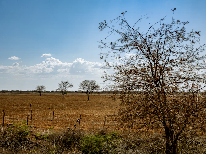 A field with a tree in the middle of it