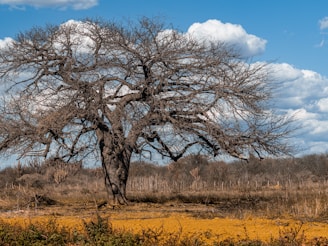 A large tree in the middle of a field