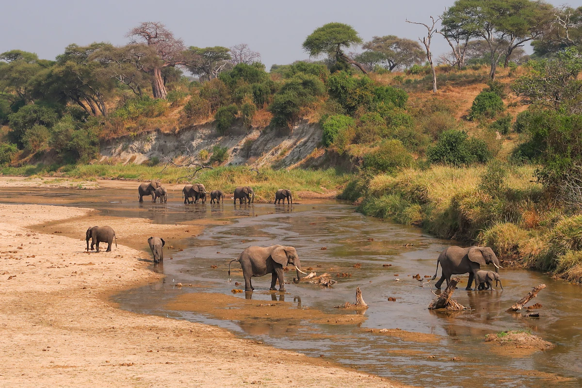 Elephant herds along the Tarangire River beneath baobab-dotted slopes