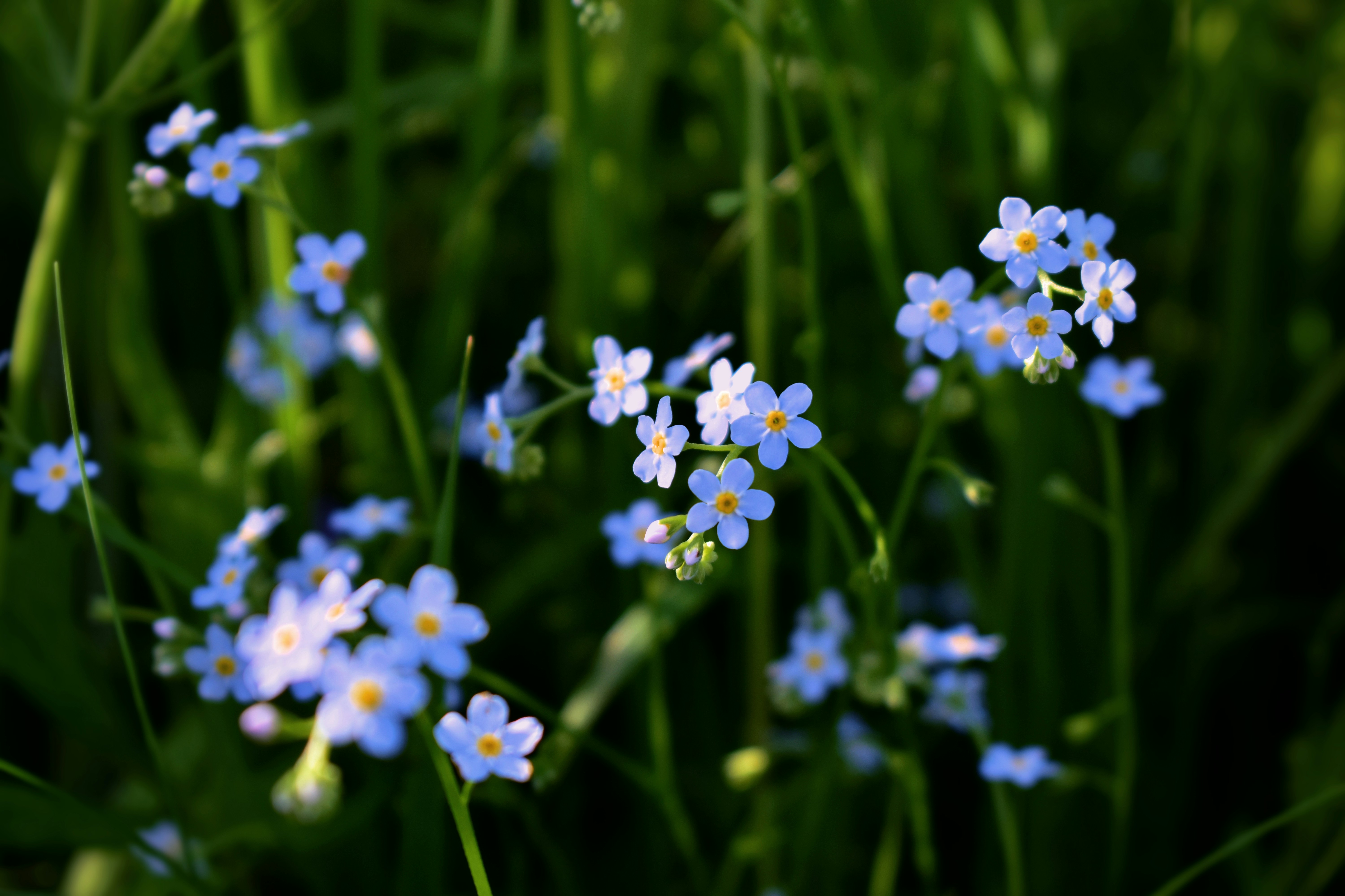 Close up of tiny blue forget-me-not flowers against a dark grassy background