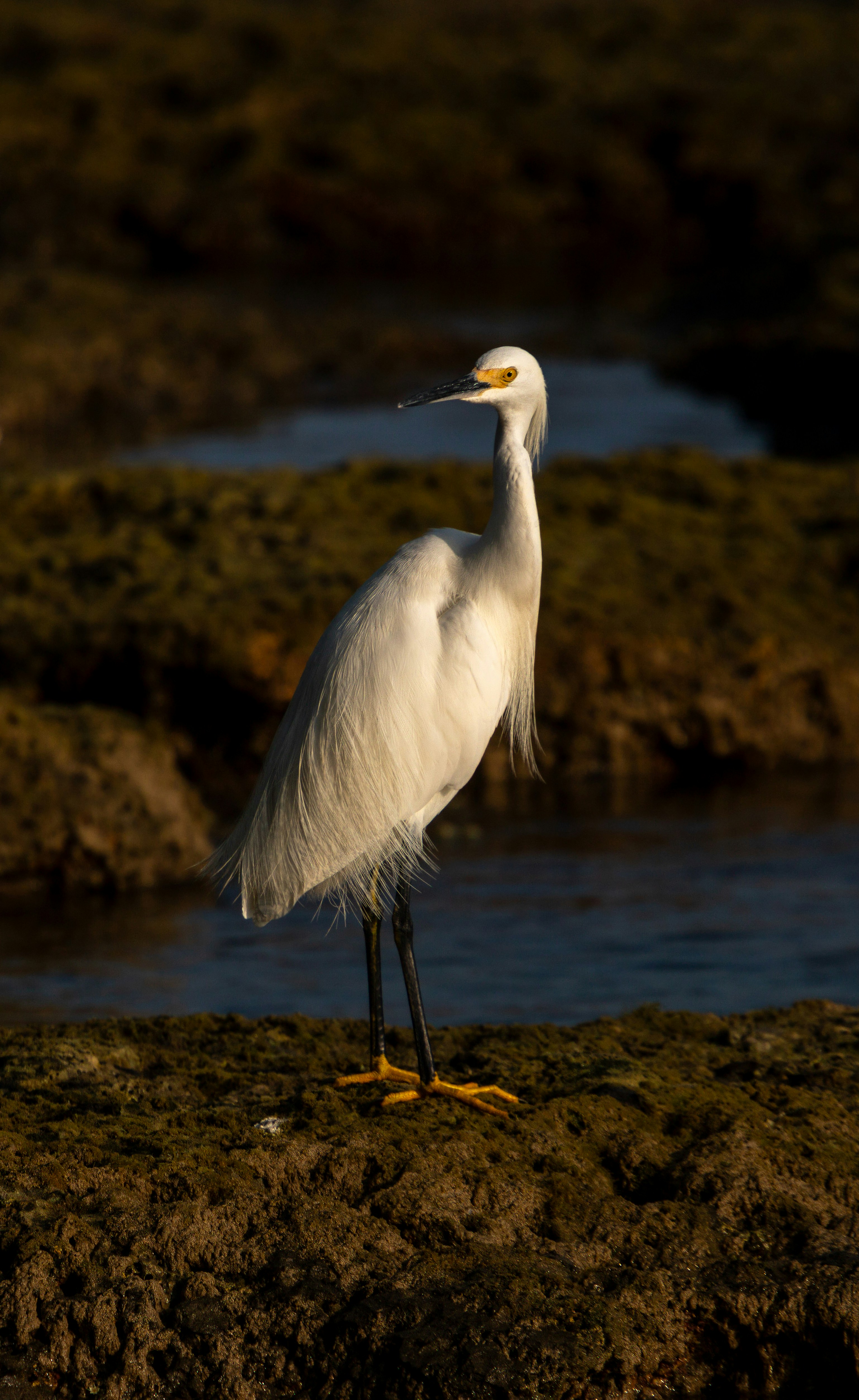 A white bird with a long neck standing on a rock