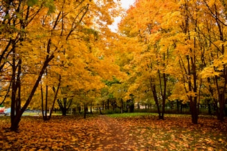 A path in a park with lots of leaves on the ground