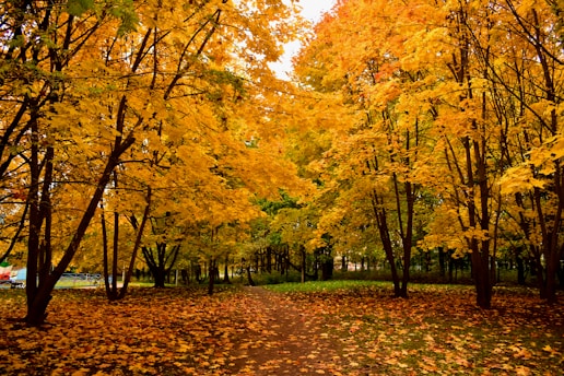 A path in a park with lots of leaves on the ground