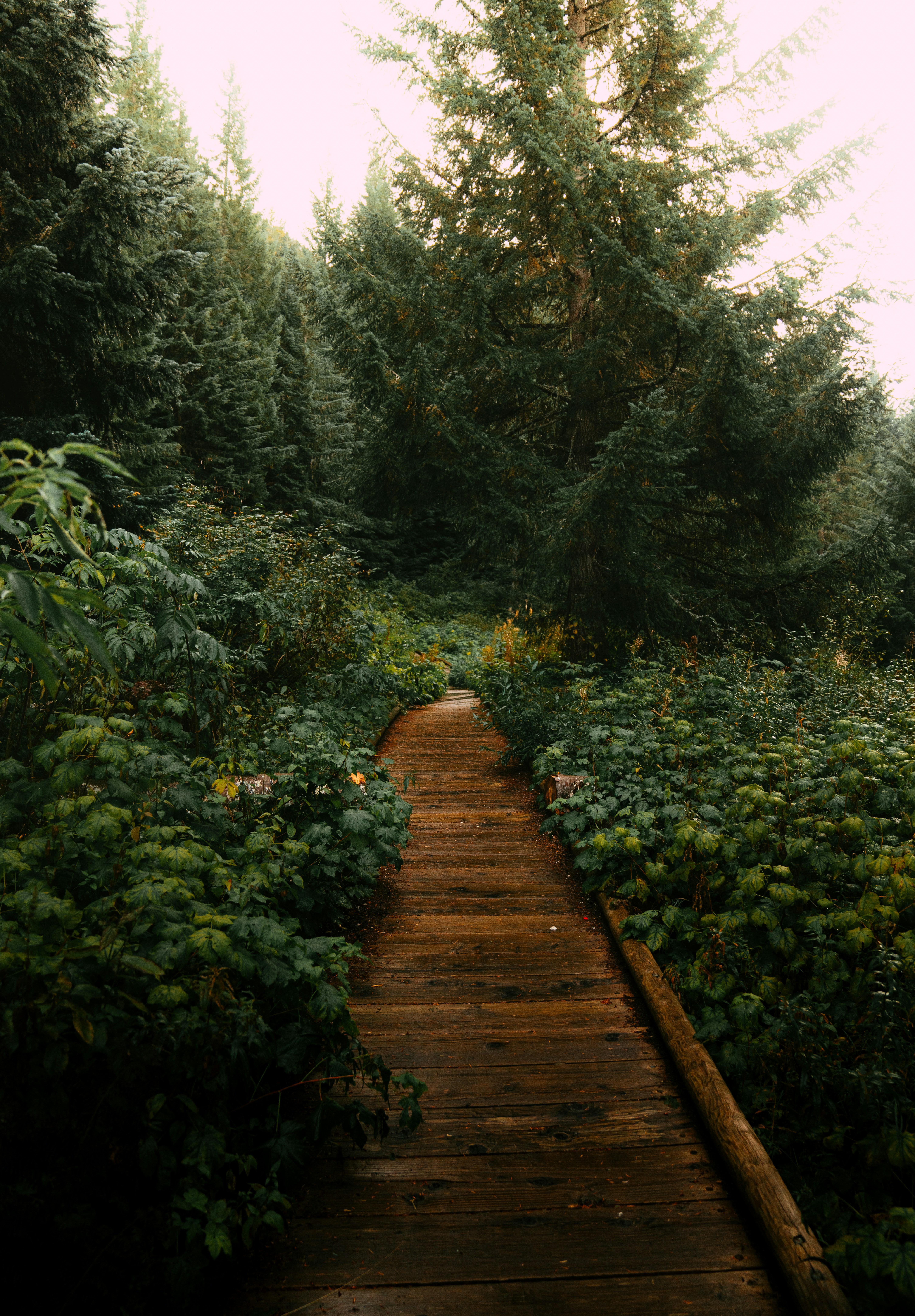 A wooden path through a forest with lots of trees