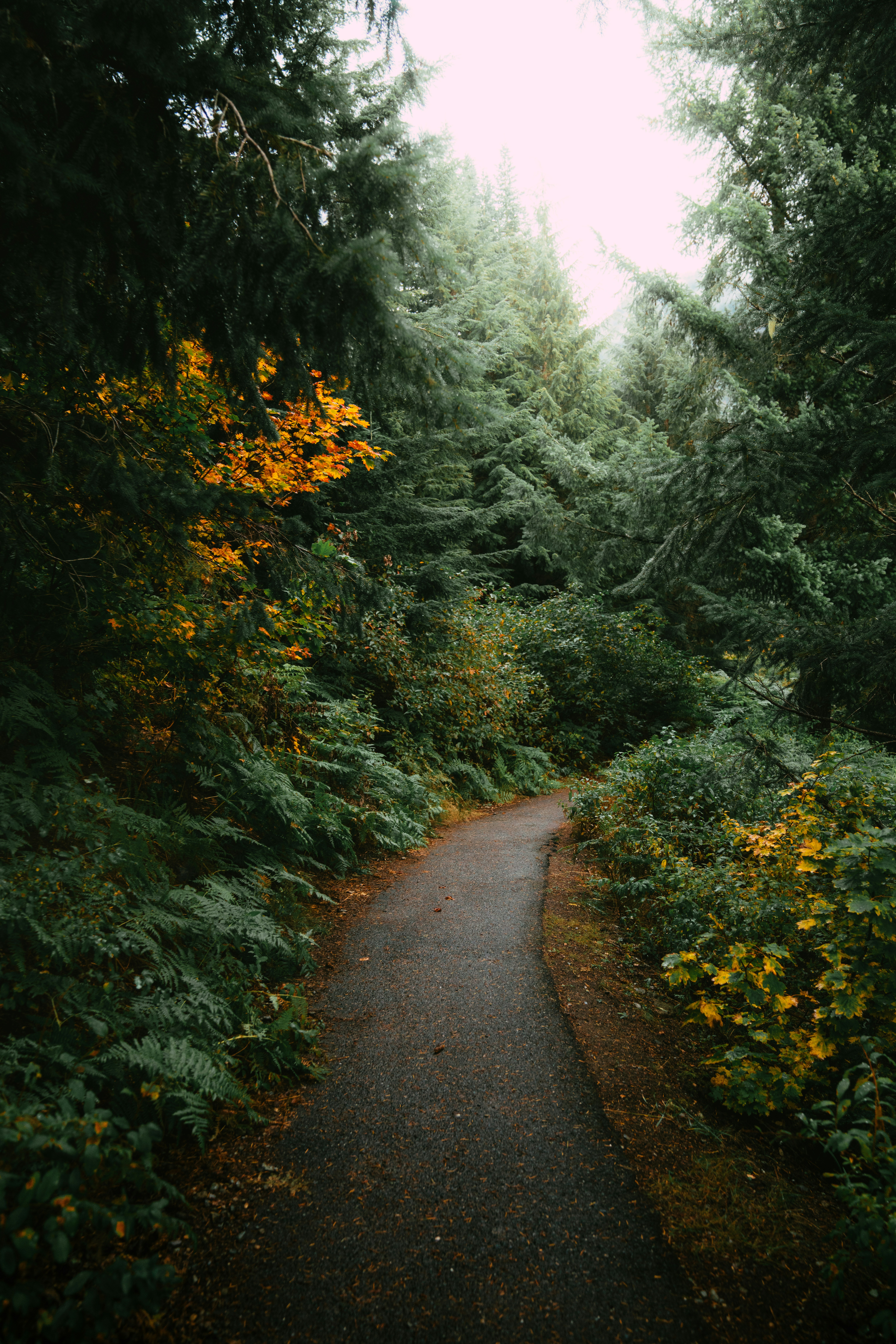 A path in the middle of a forest with lots of trees