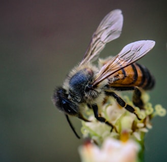 A close up of a bee on a flower