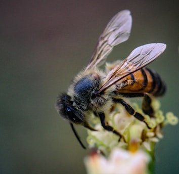 A close up of a bee on a flower