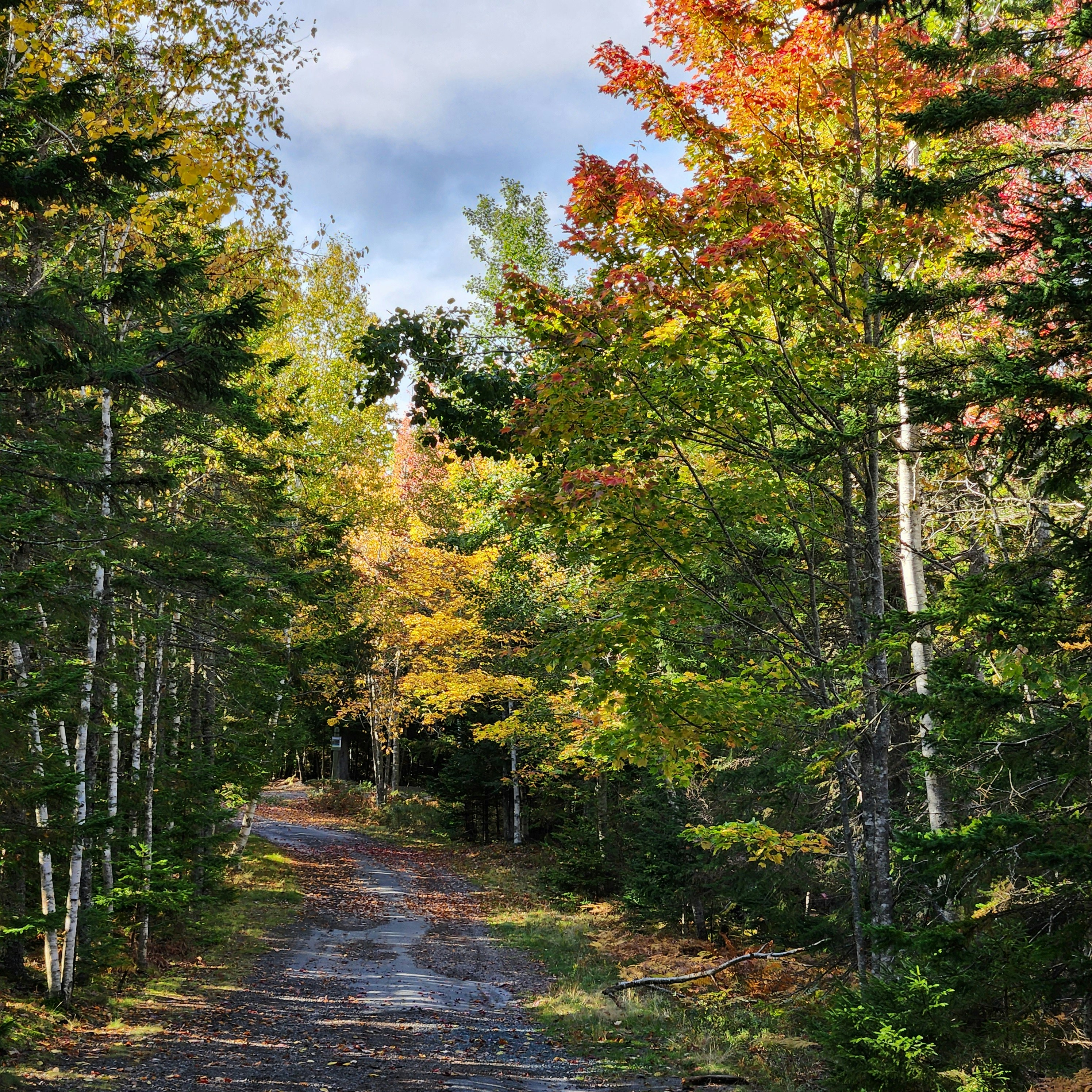 A dirt road surrounded by lots of trees photo – Free Nova scotia Image ...