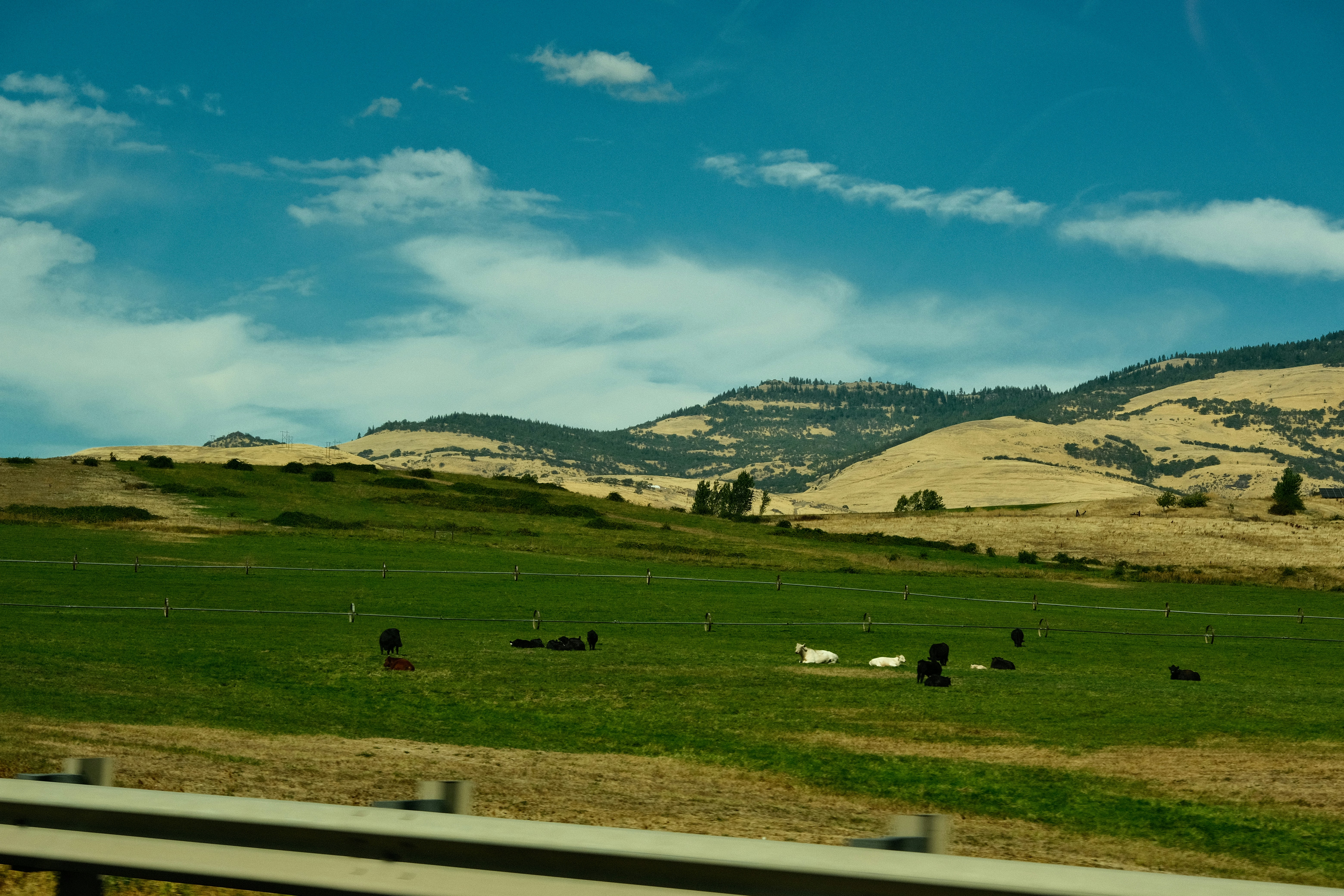 A herd of cattle grazing on a lush green hillside