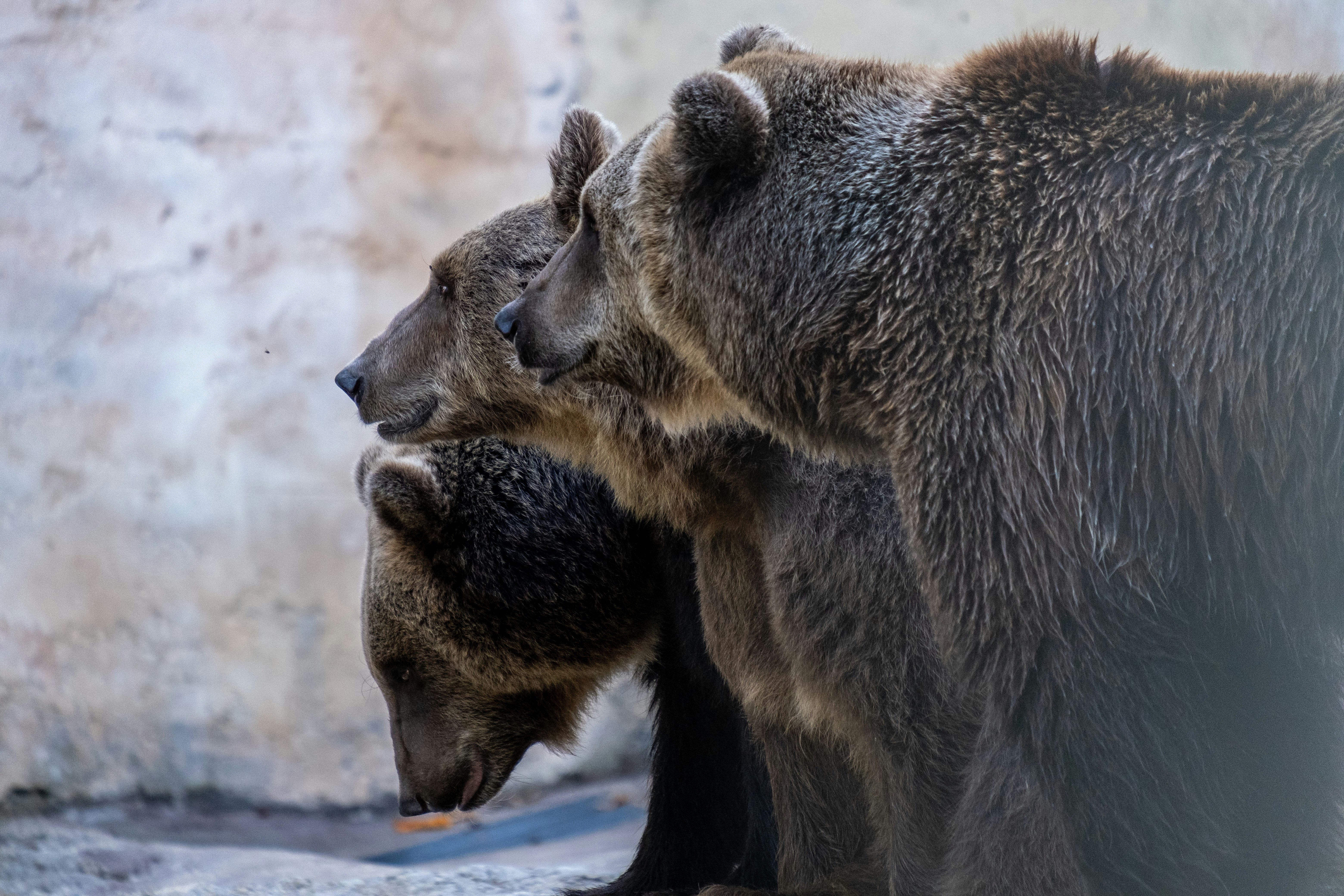 Overcoming Financial and Political Obstacles (image credits: unsplash)