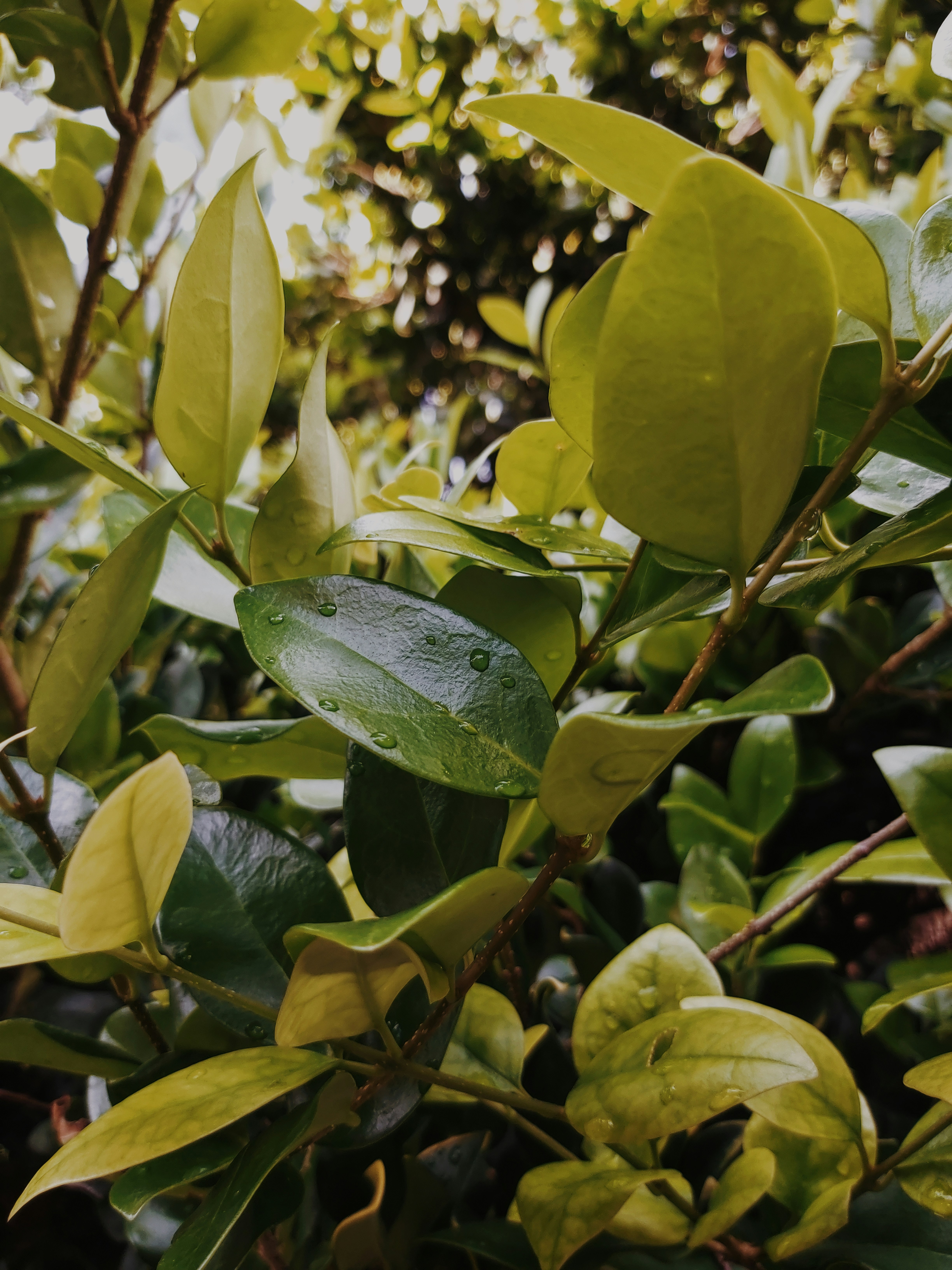 Photo by bunibrunetti