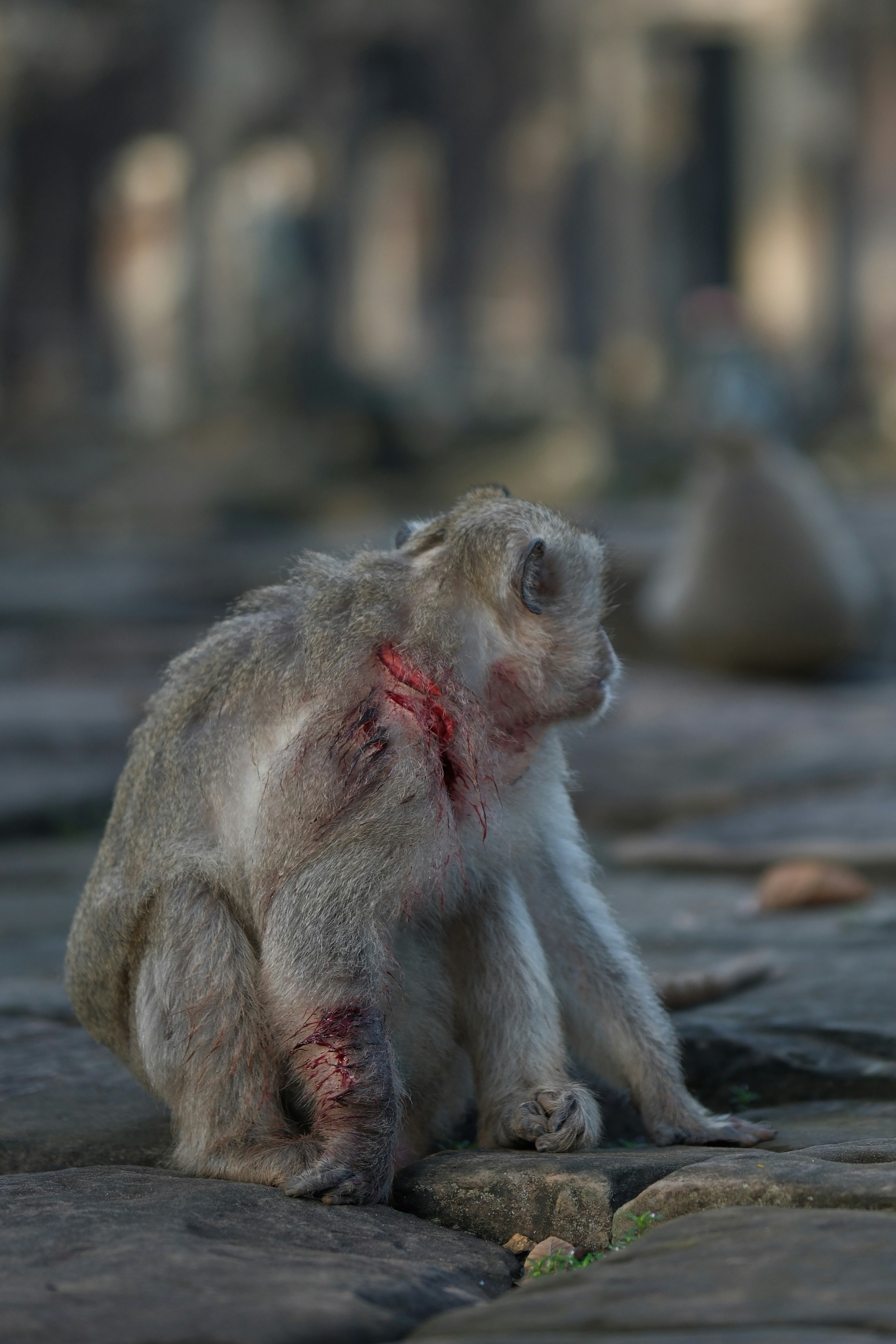 얼굴에 피를 묻힌 채 땅에 앉아 있는 원숭이