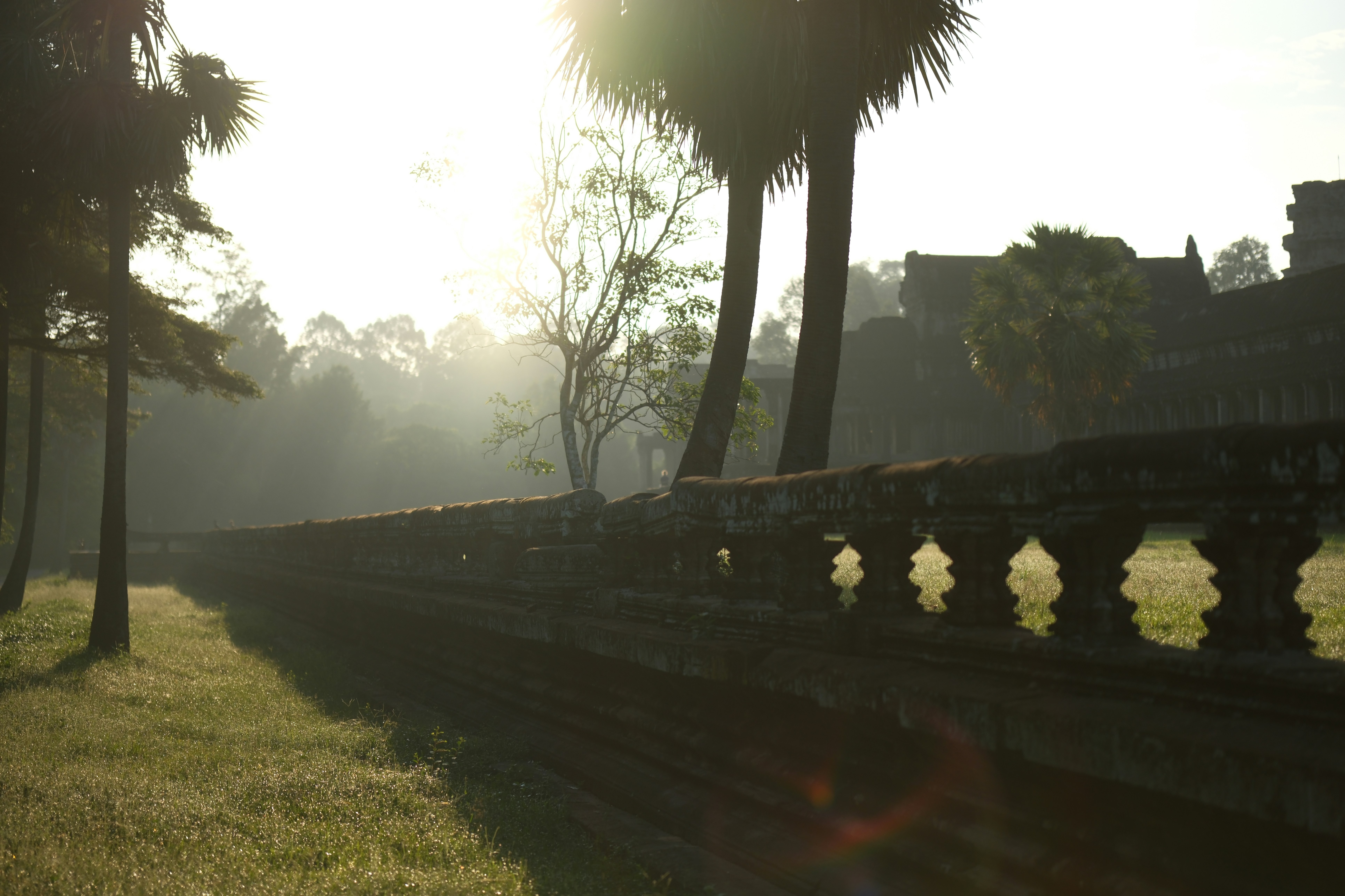 The sun shines through the trees on a sunny day