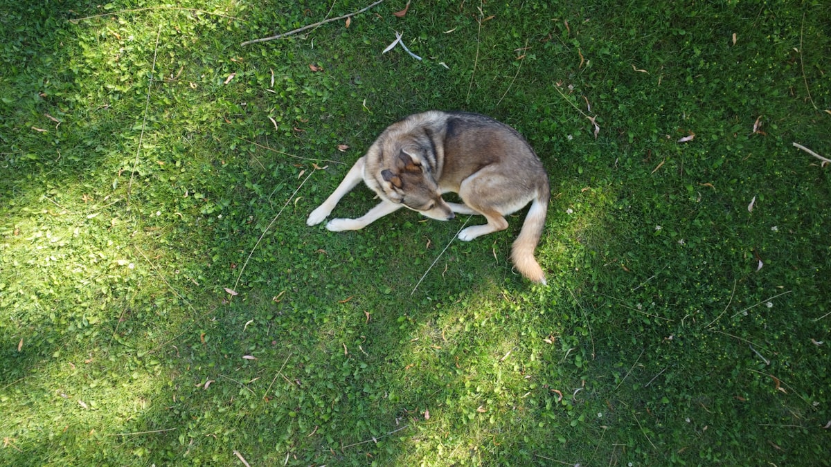 Dog resting in grass on a warm day