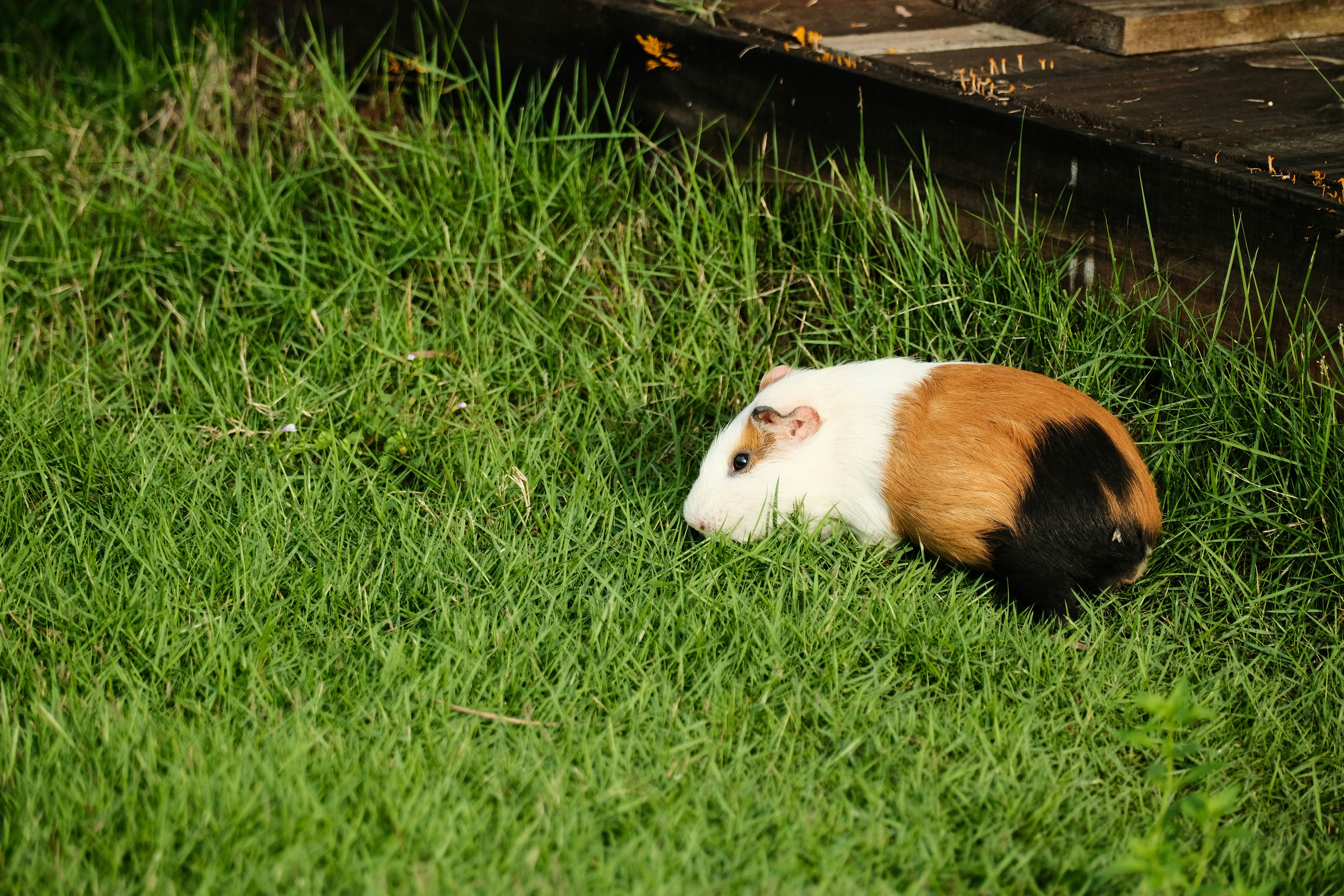 Hamster habitat with proper bedding, toys and exercise wheel