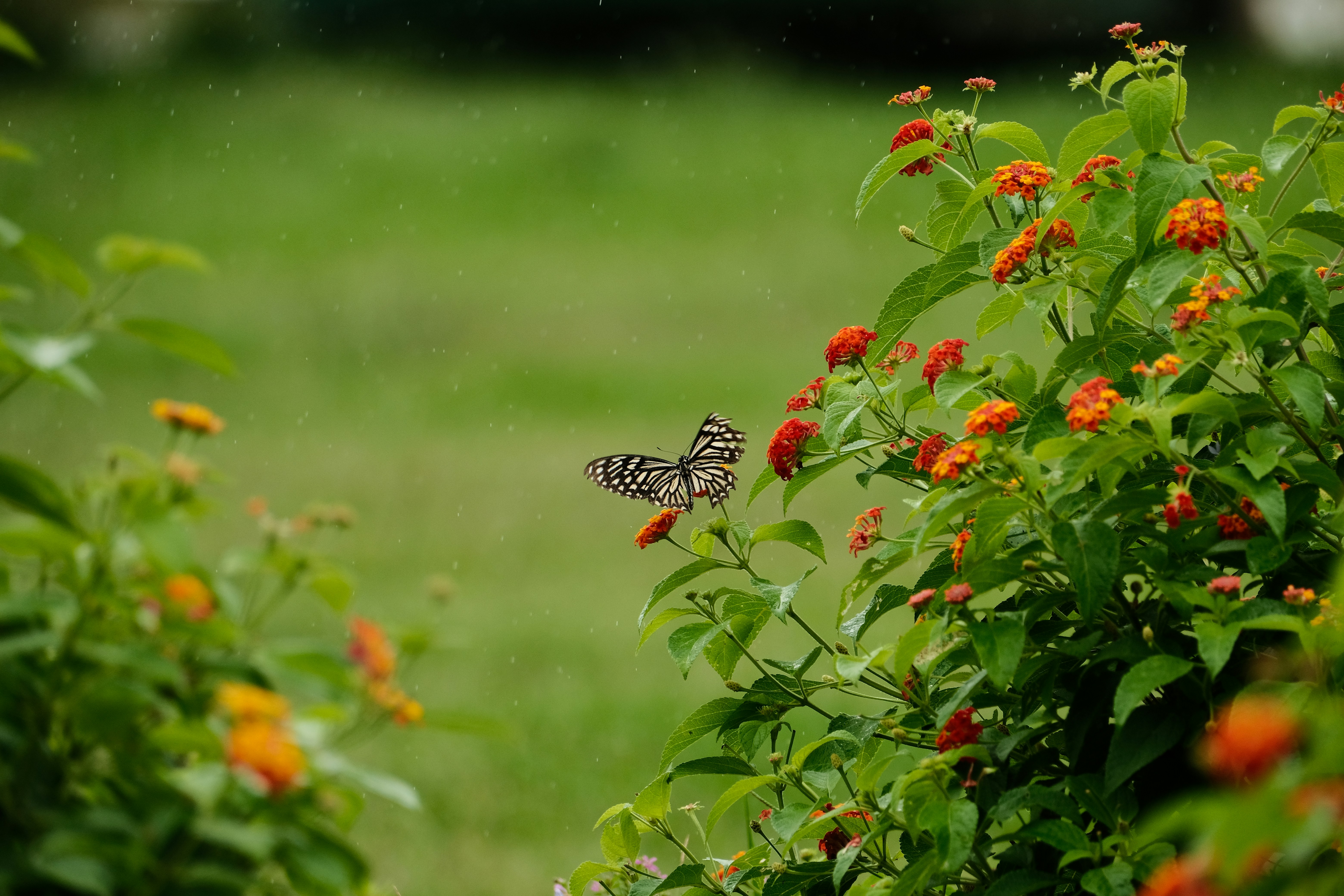 A butterfly sitting on top of a flower bush