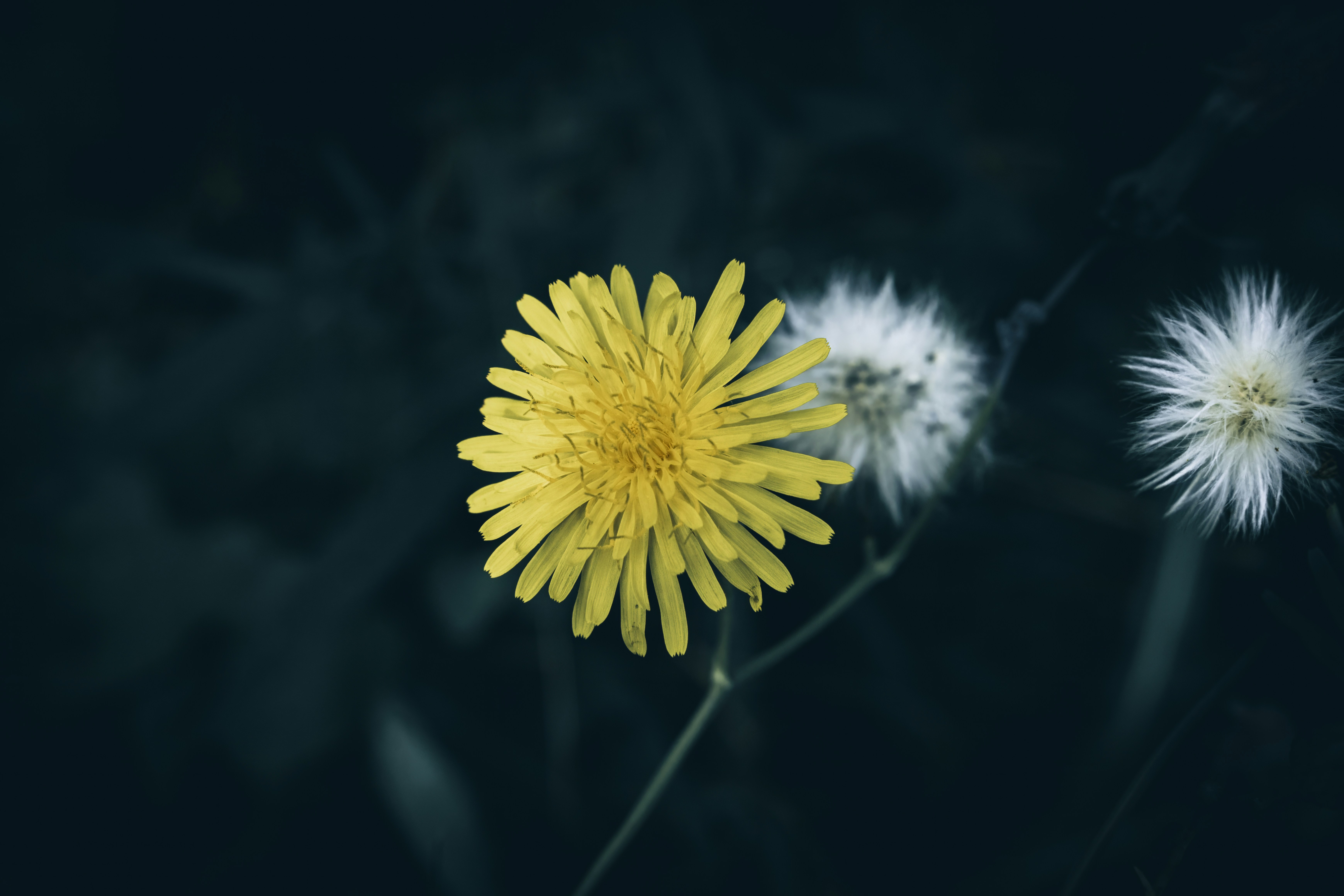 Understanding ENUMs in PostgreSQL — The Right Way to Define and Use Them