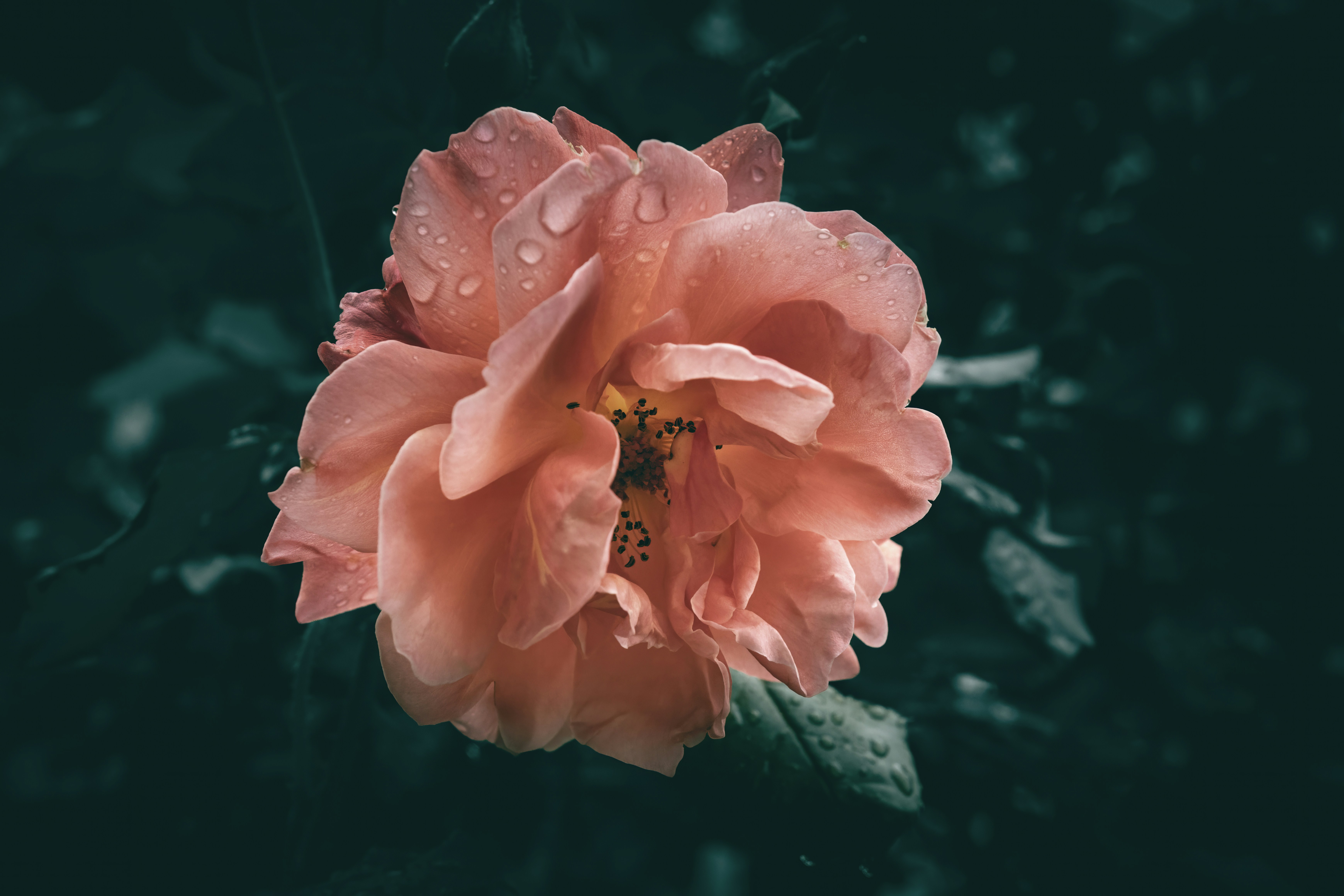 A pink flower with water droplets on it