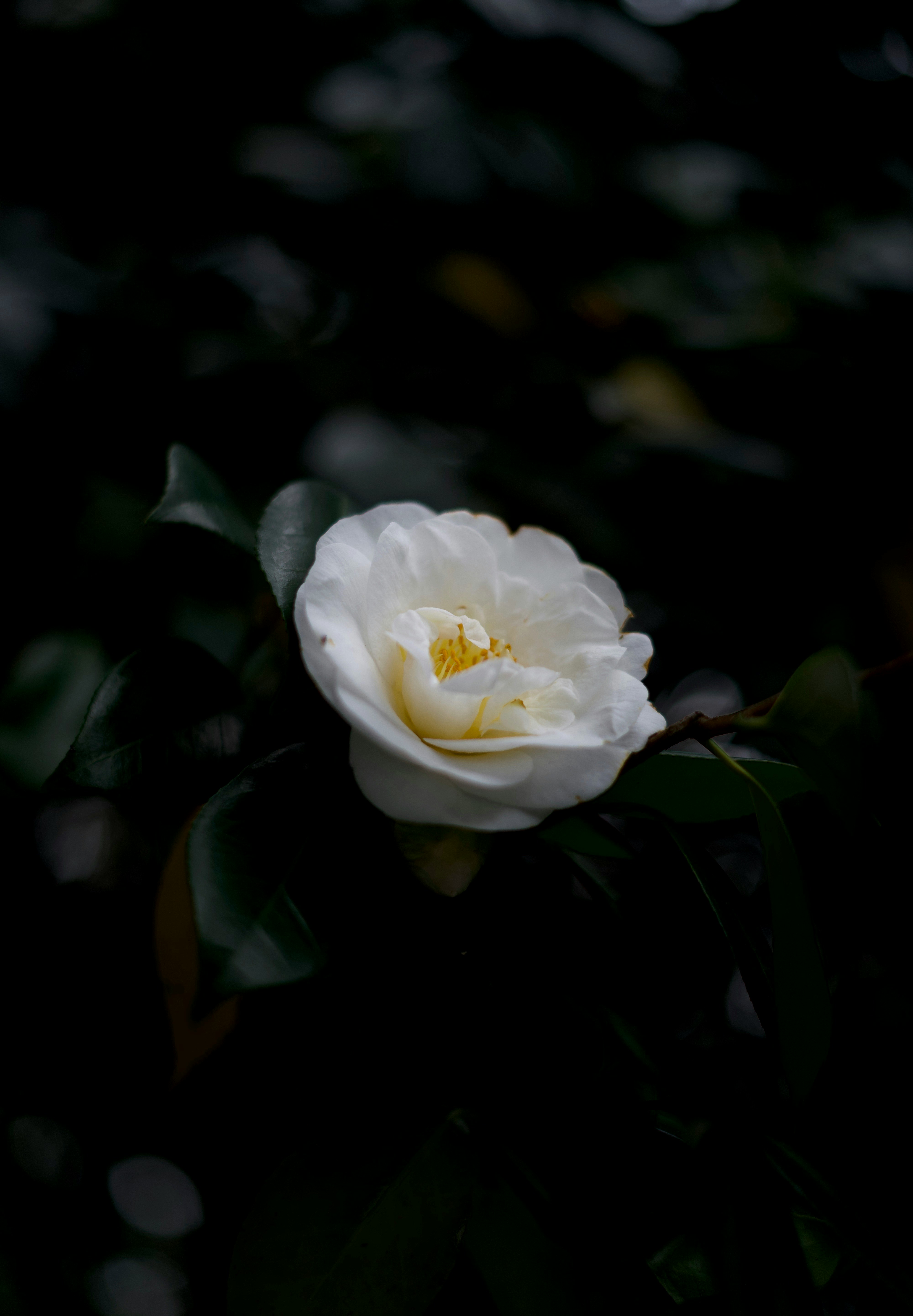 Photo by kris_verityamm