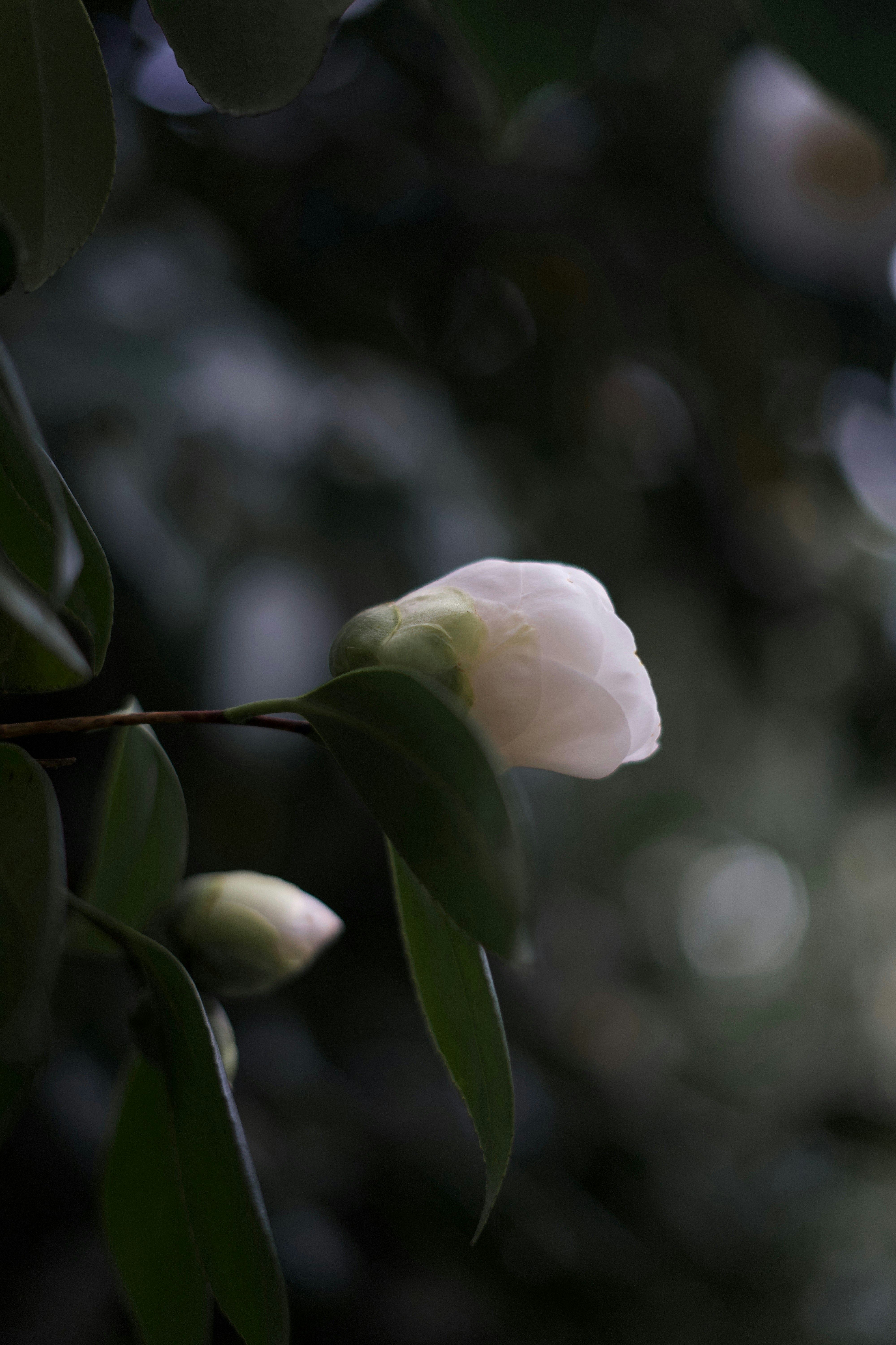 A white flower is growing on a tree