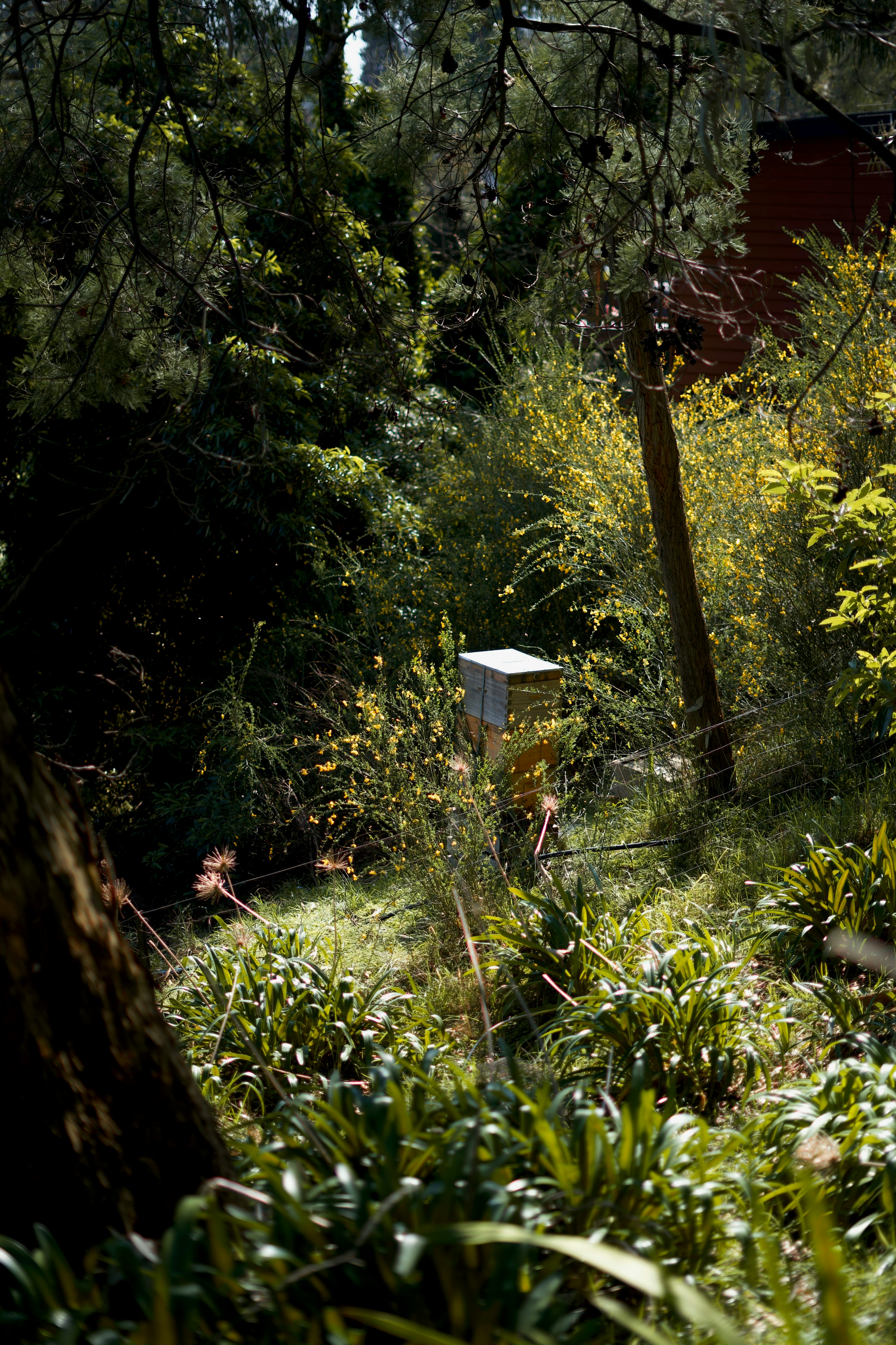 Wooden beehive sitting in a garden with yellow flowers.