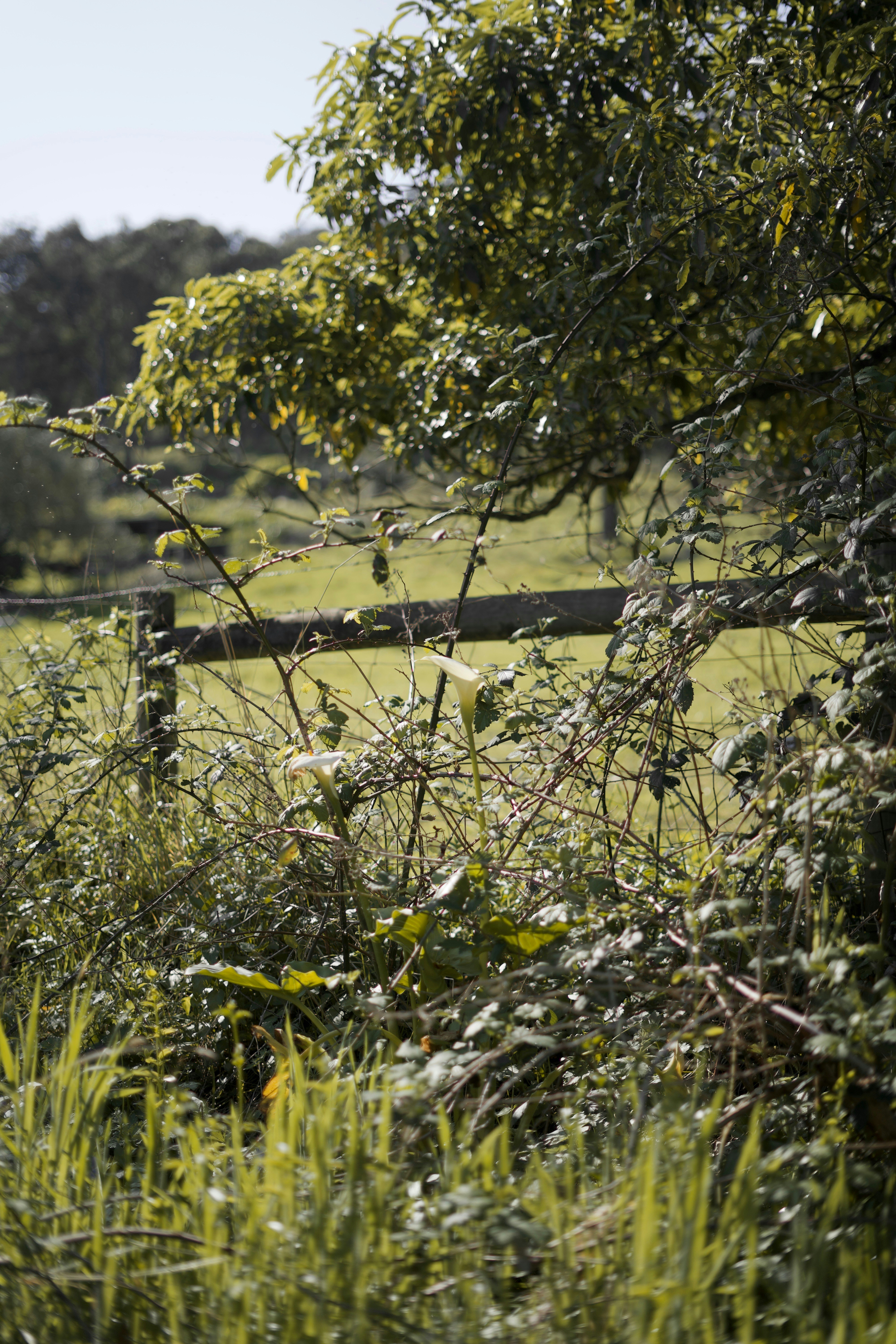 Photo by kris_verityamm